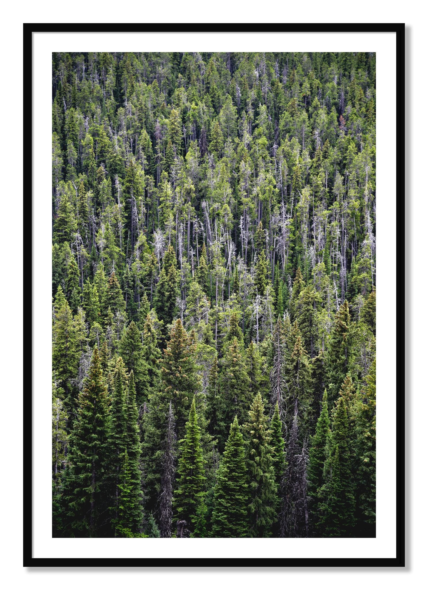 Framed photograph of Dense by Dylan Ozanich, Black frame, Borders