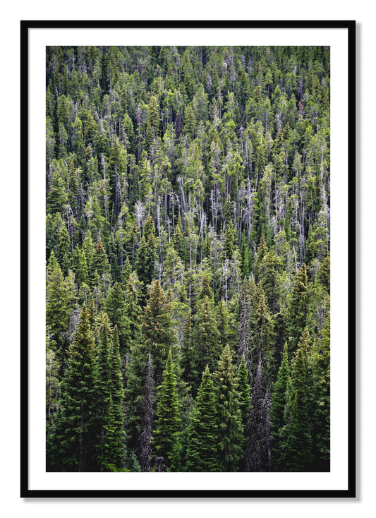 Framed photograph of Dense by Dylan Ozanich, Black frame, Borders