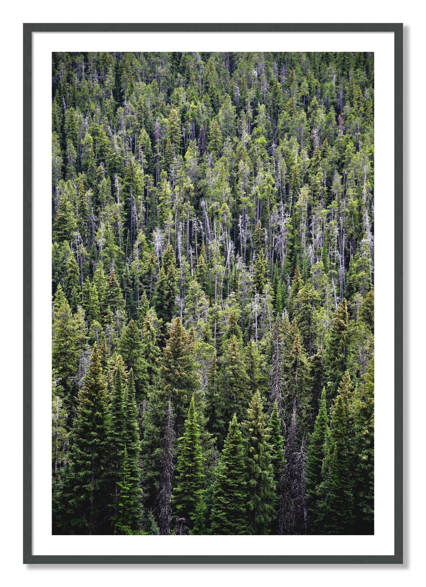Framed photograph of Dense by Dylan Ozanich, Grey frame, Borders