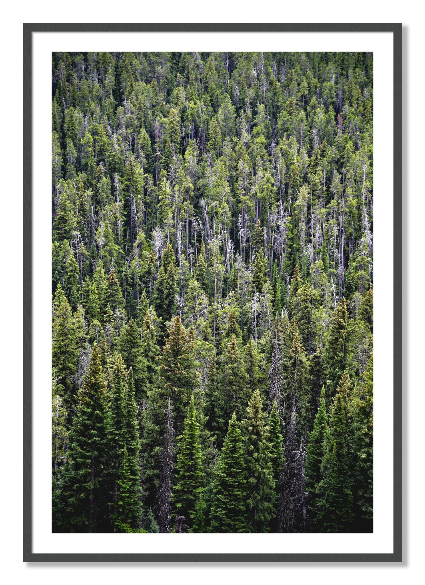 Framed photograph of Dense by Dylan Ozanich, Grey frame, Borders