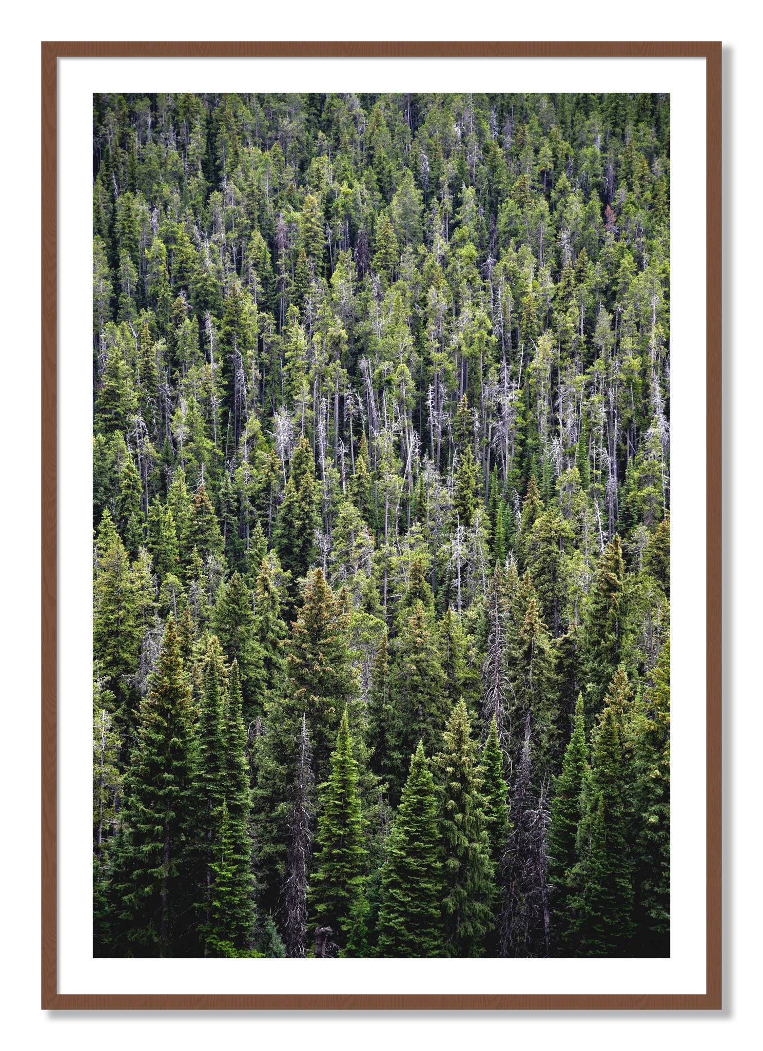 Framed photograph of Dense by Dylan Ozanich, Walnut frame, Borders