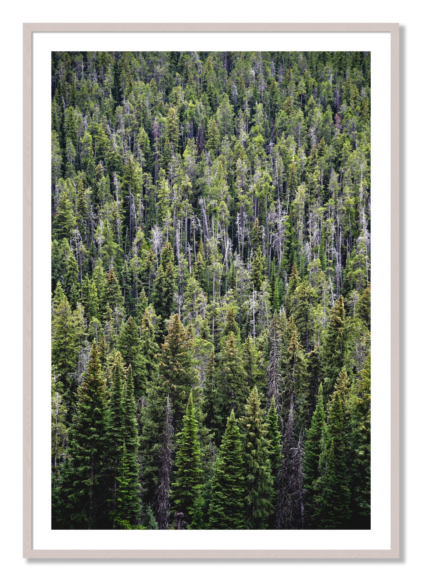 Framed photograph of Dense by Dylan Ozanich, White Maple frame, Borders