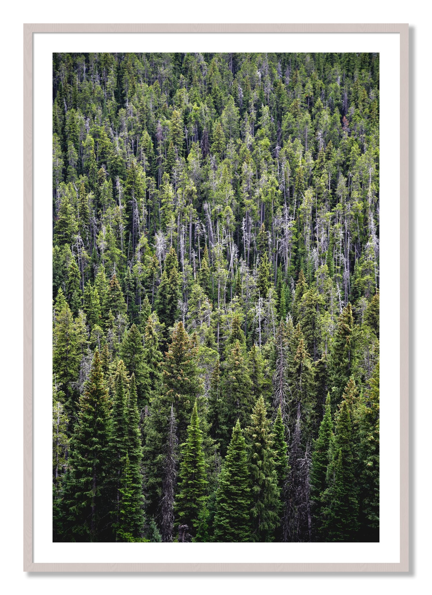 Framed photograph of Dense by Dylan Ozanich, White Maple frame, Borders