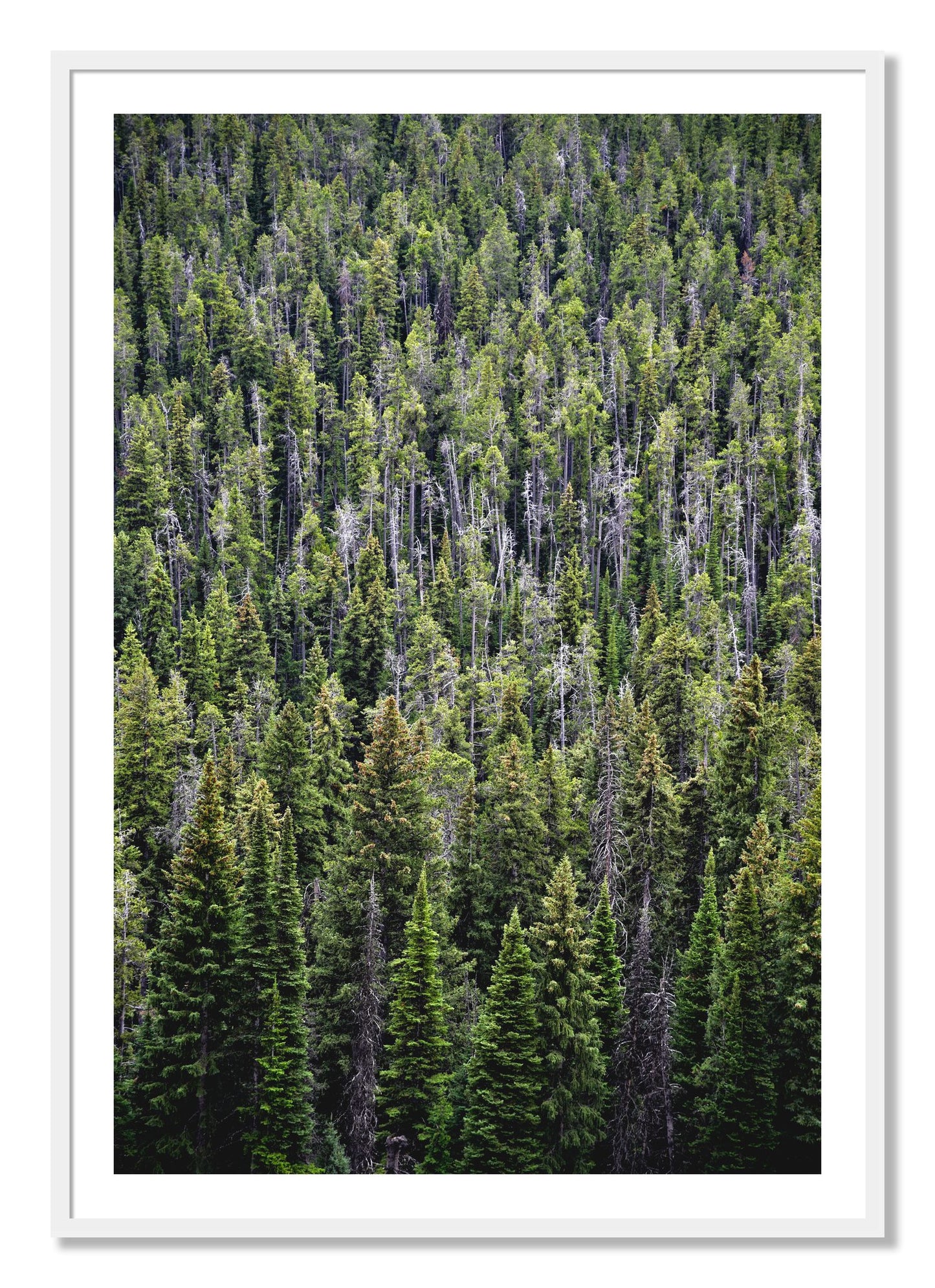 Framed photograph of Dense by Dylan Ozanich, White frame, Borders