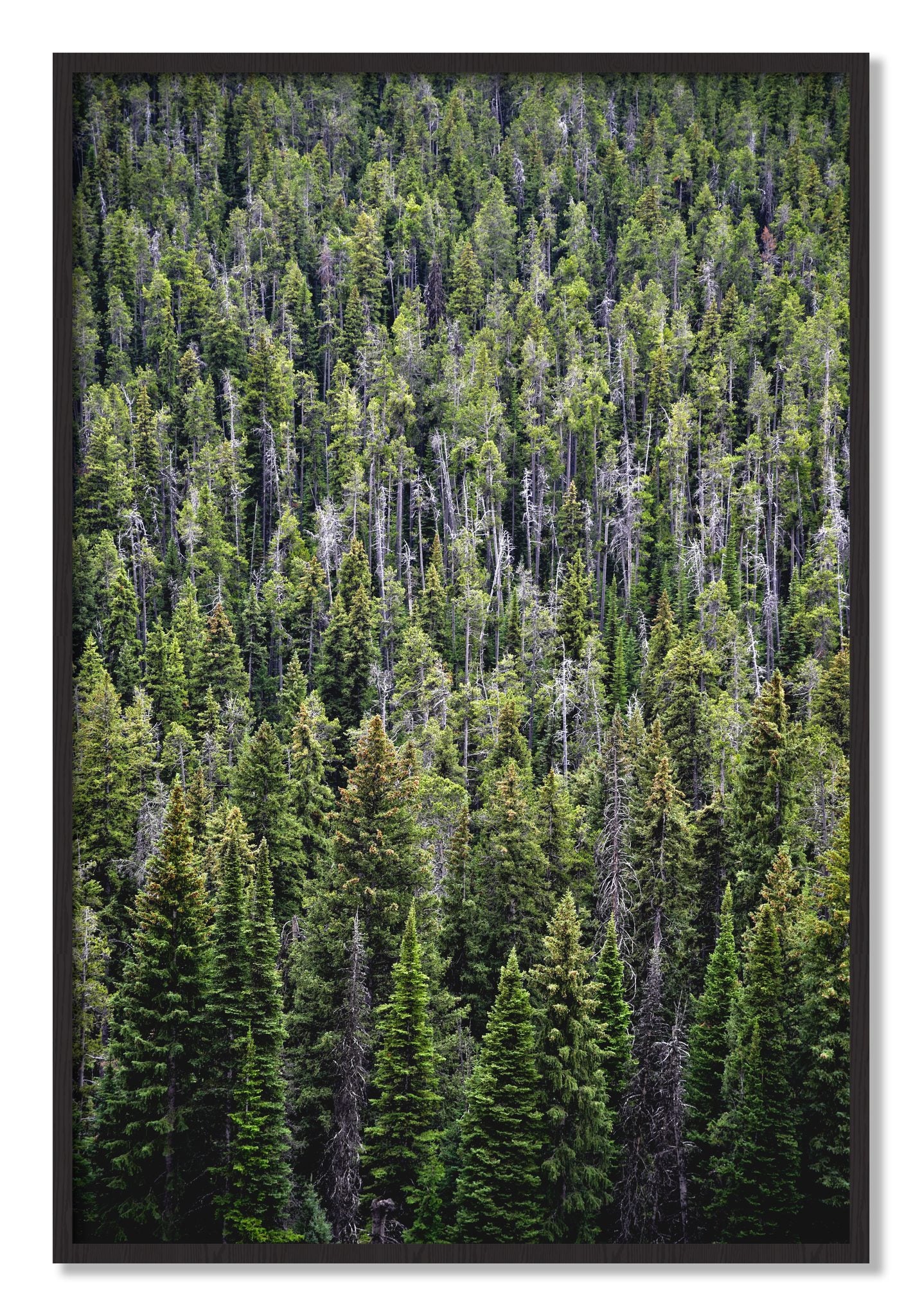 Framed photograph of Dense by Dylan Ozanich, Black Walnut frame, Full Bleed