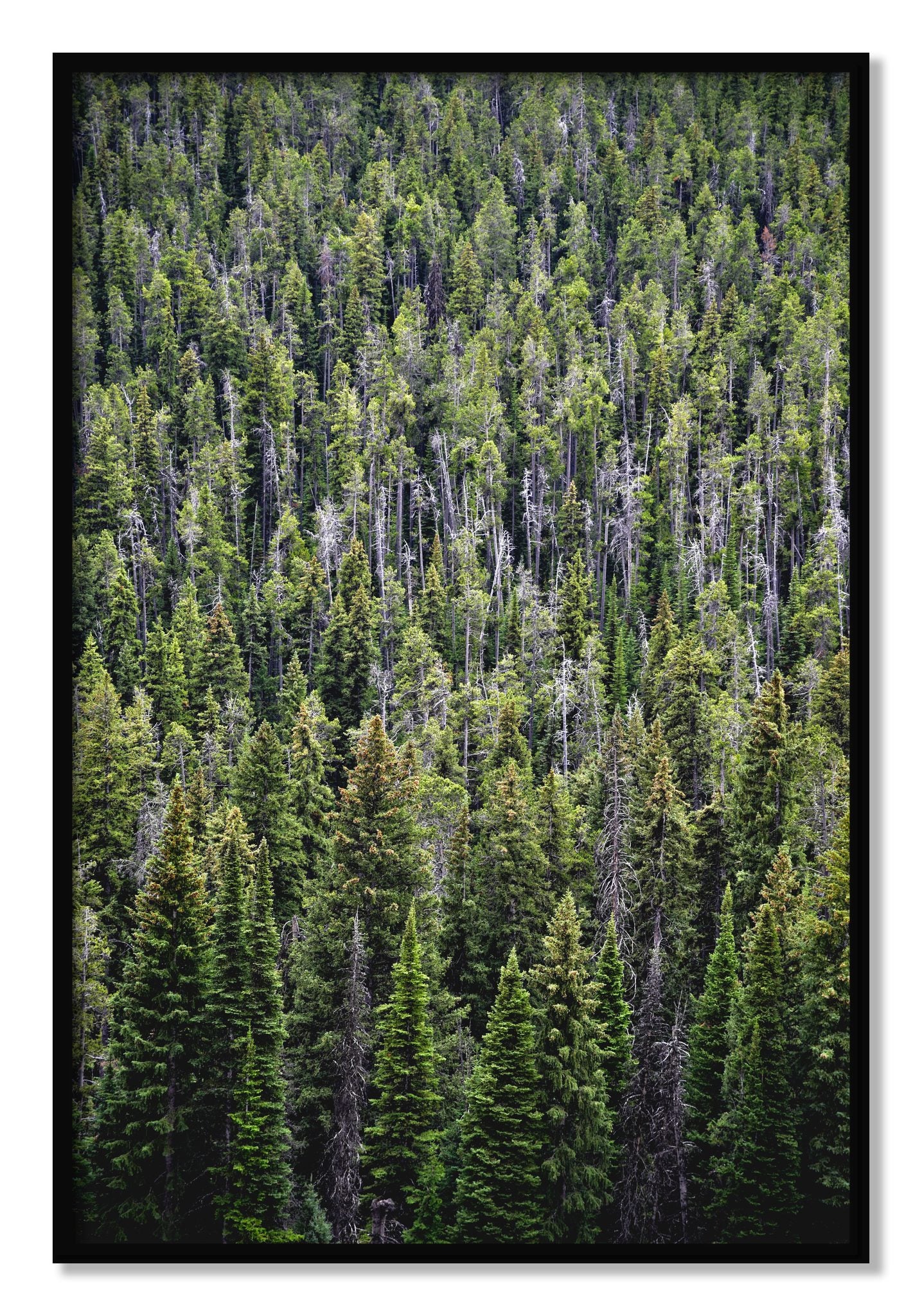 Framed photograph of Dense by Dylan Ozanich, Black frame, Full Bleed