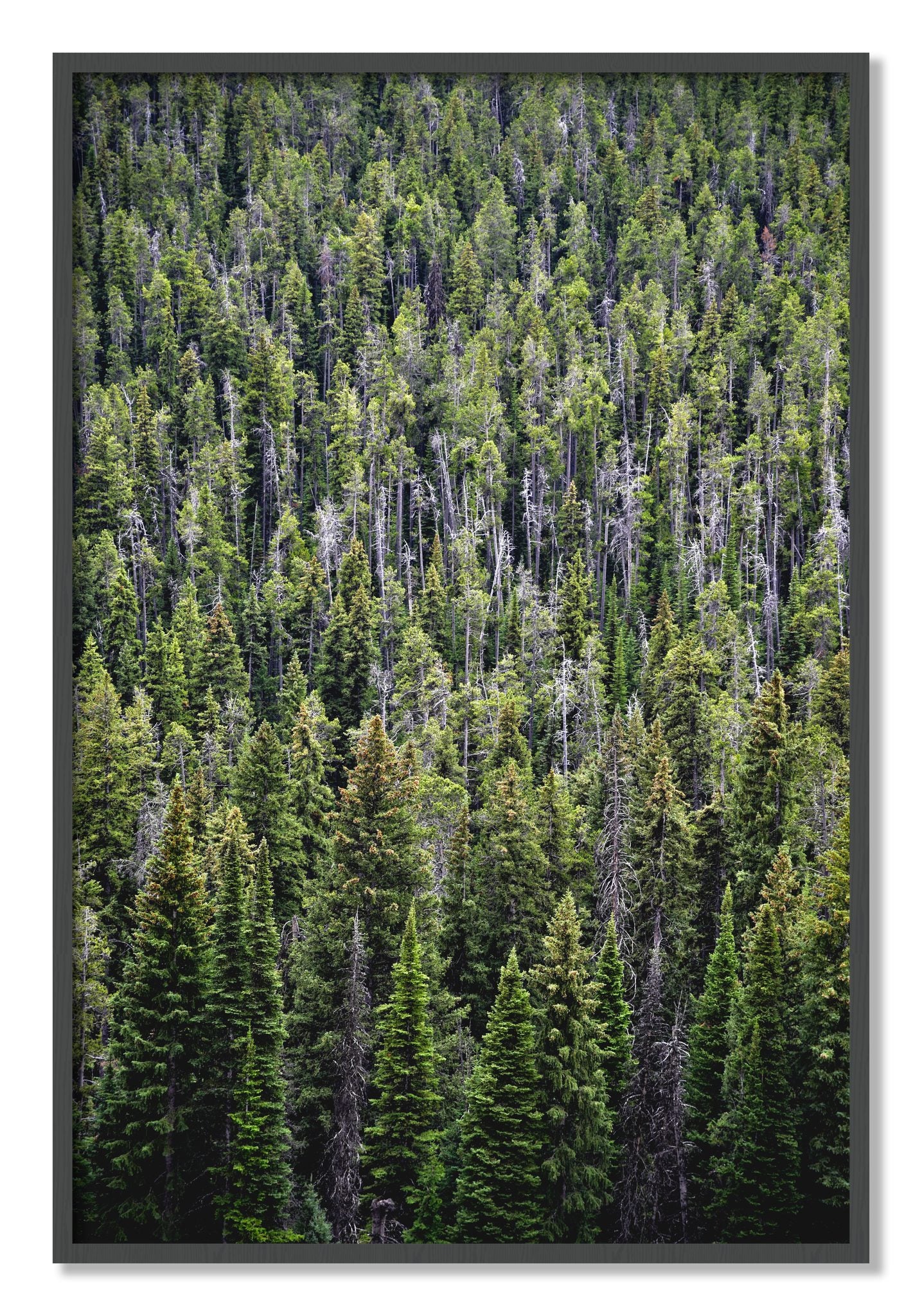 Framed photograph of Dense by Dylan Ozanich, Grey frame, Full Bleed