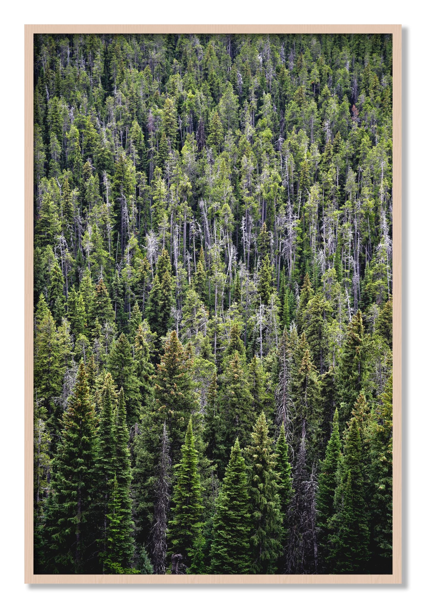Framed photograph of Dense by Dylan Ozanich, Maple frame, Full Bleed
