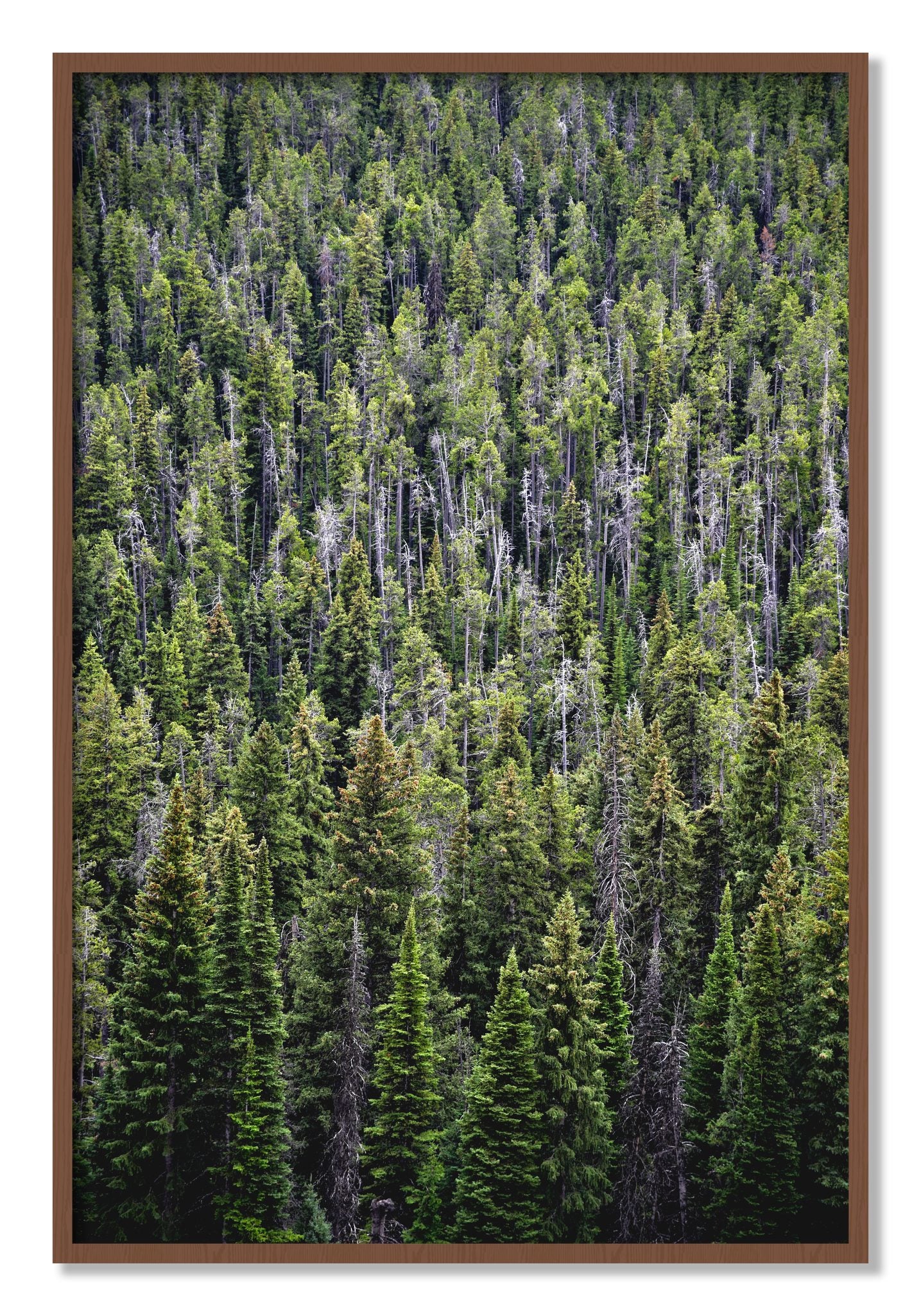 Framed photograph of Dense by Dylan Ozanich, Walnut frame, Full Bleed