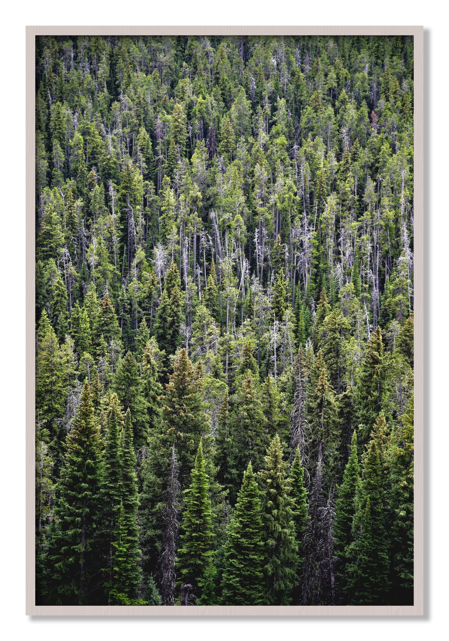 Framed photograph of Dense by Dylan Ozanich, White Maple frame, Full Bleed