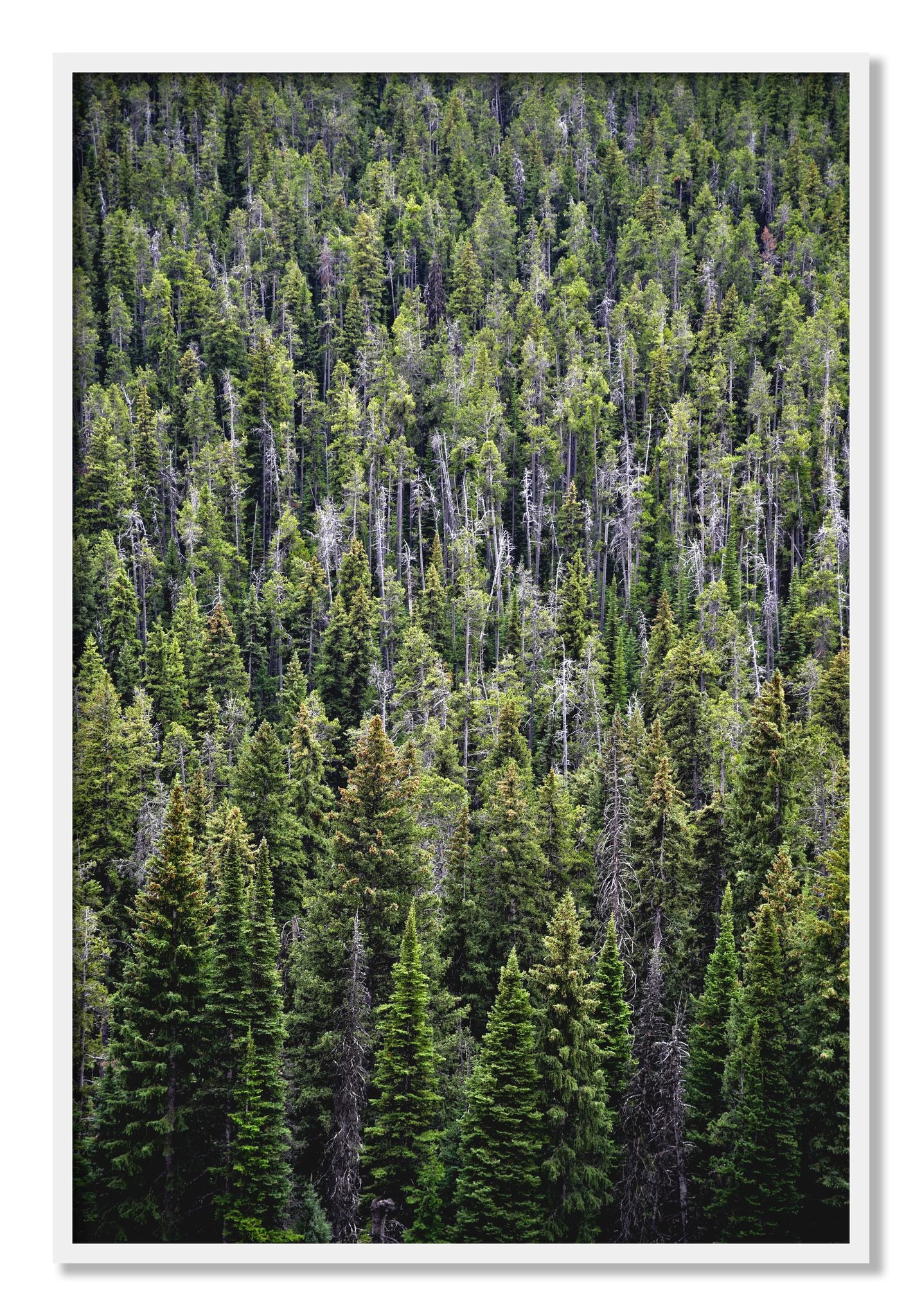 Framed photograph of Dense by Dylan Ozanich, White frame, Full Bleed