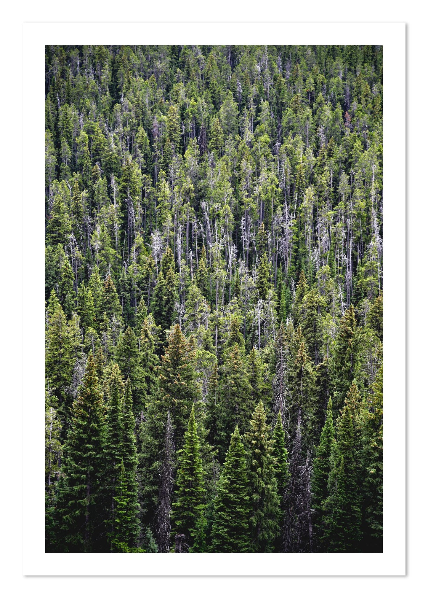 Fine art print of Dense by Dylan Ozanich, unframed