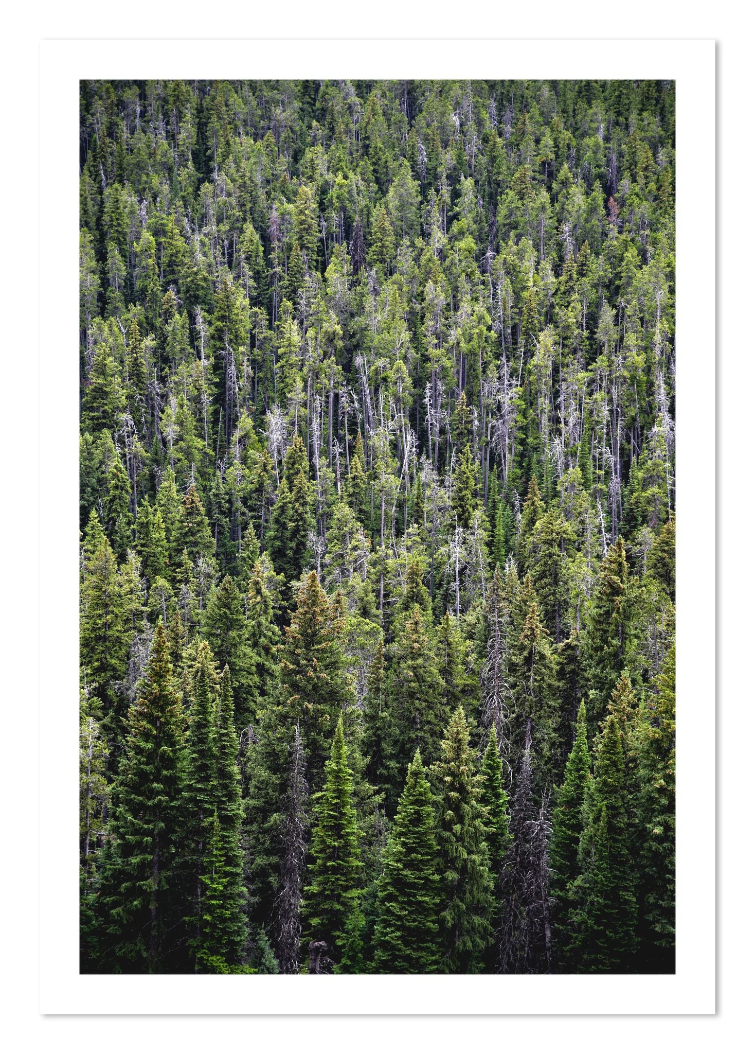Fine art print of Dense by Dylan Ozanich, unframed