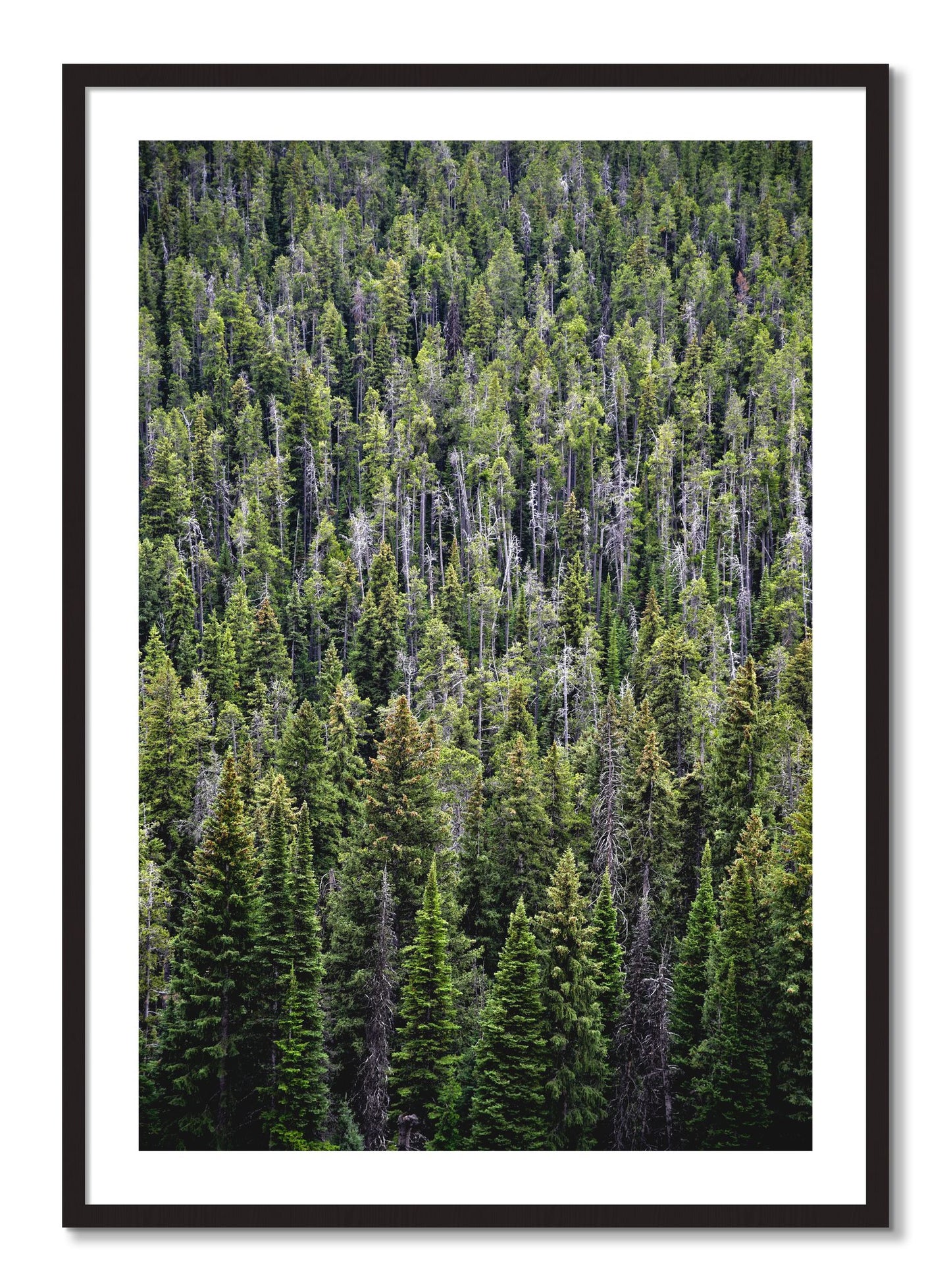 Framed photograph of Dense by Dylan Ozanich, Black Walnut frame, Borders