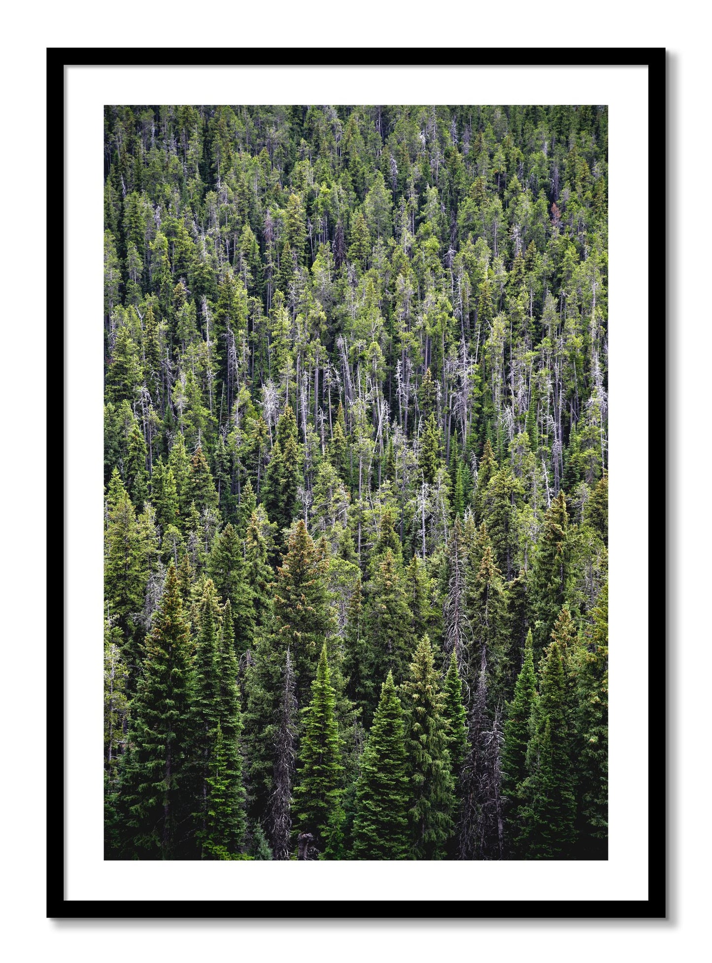 Framed photograph of Dense by Dylan Ozanich, Black frame, Borders