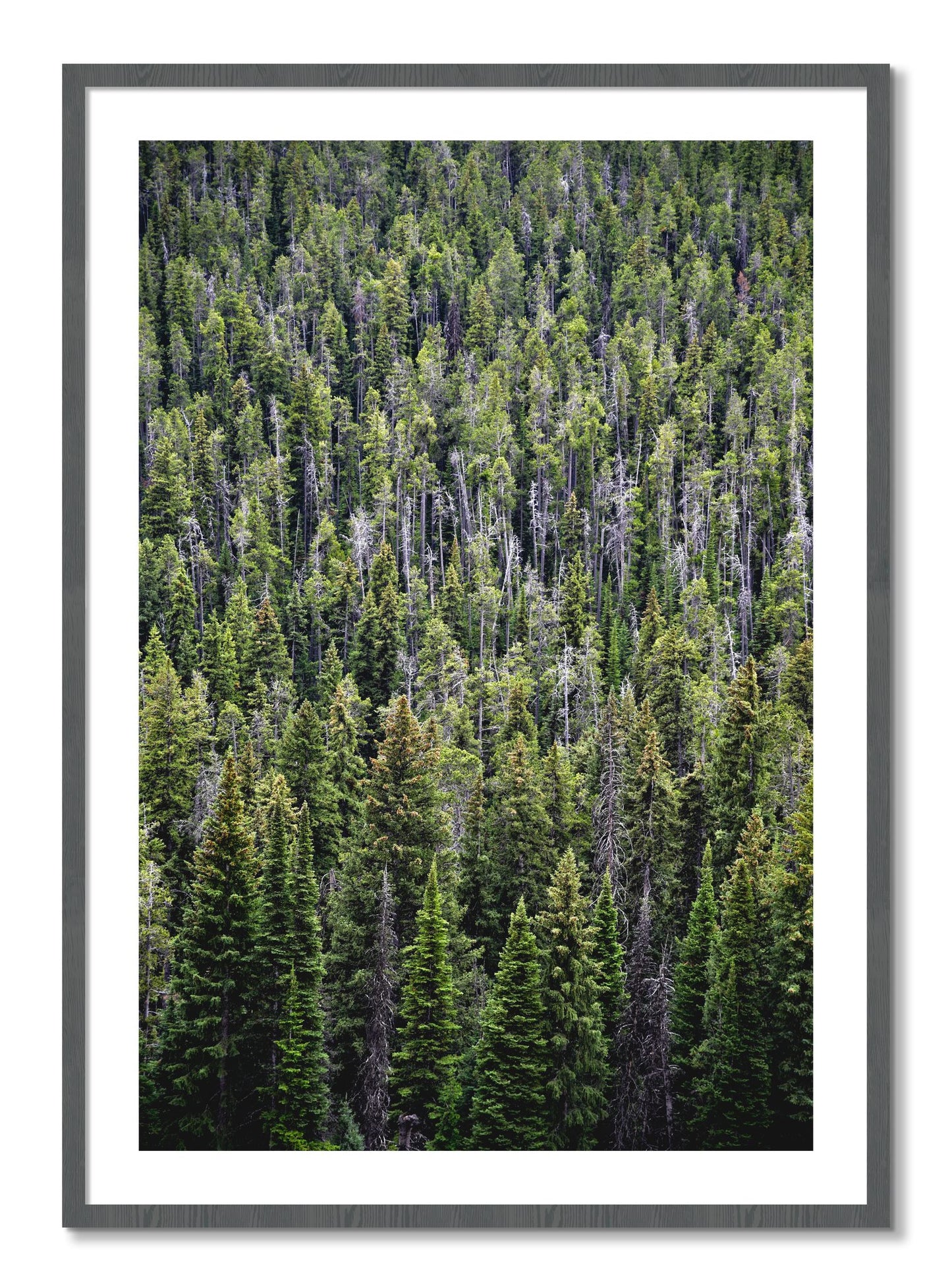 Framed photograph of Dense by Dylan Ozanich, Grey frame, Borders