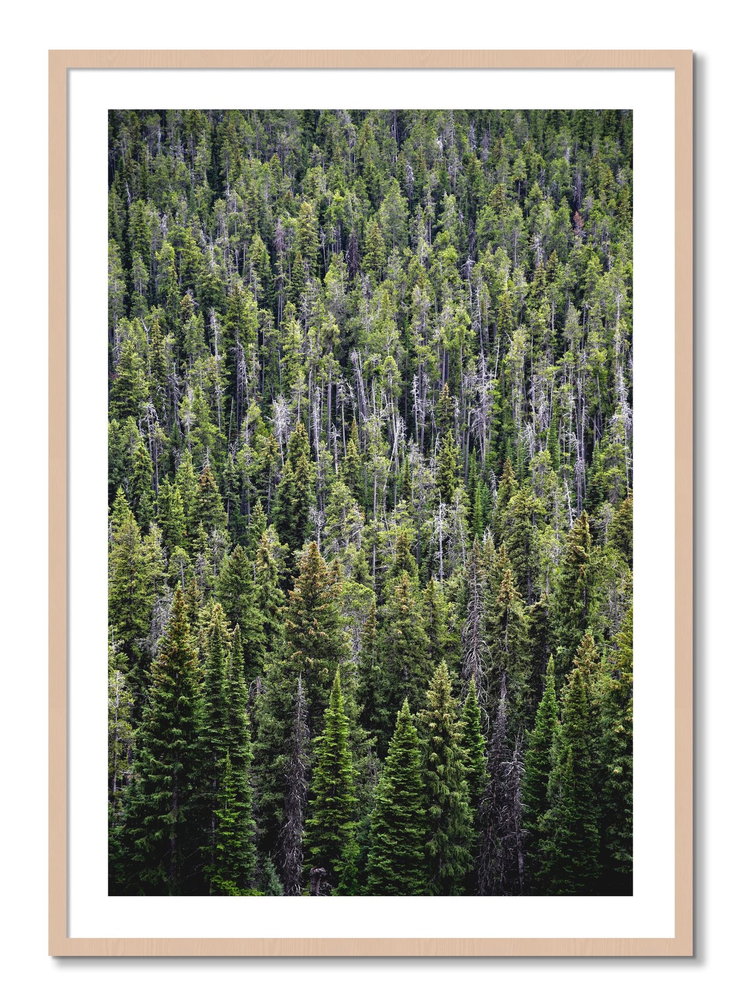 Framed photograph of Dense by Dylan Ozanich, Maple frame, Borders