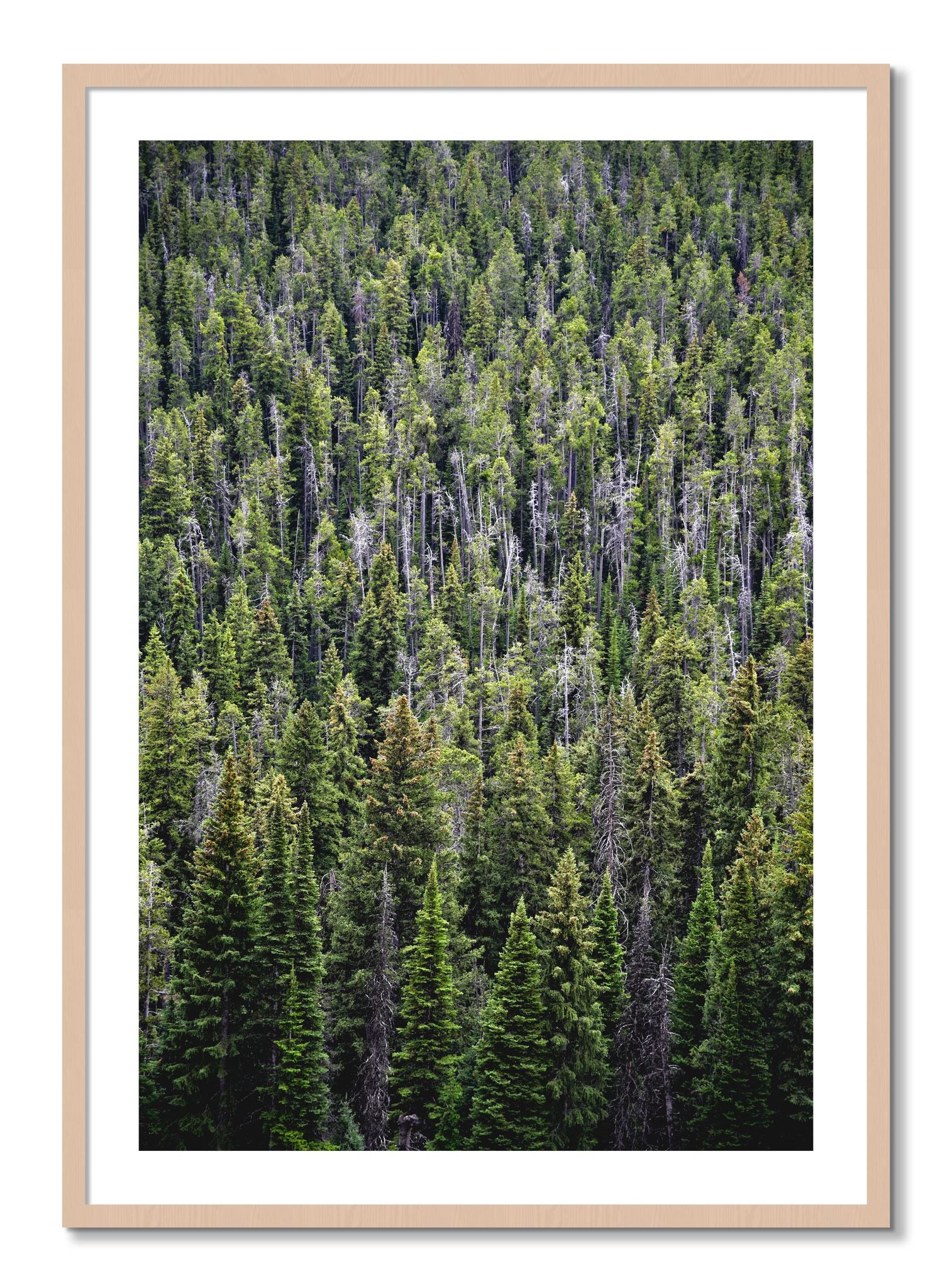 Framed photograph of Dense by Dylan Ozanich, Maple frame, Borders