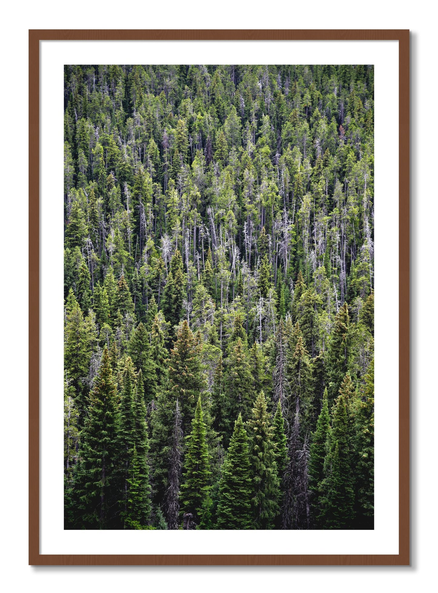 Framed photograph of Dense by Dylan Ozanich, Walnut frame, Borders