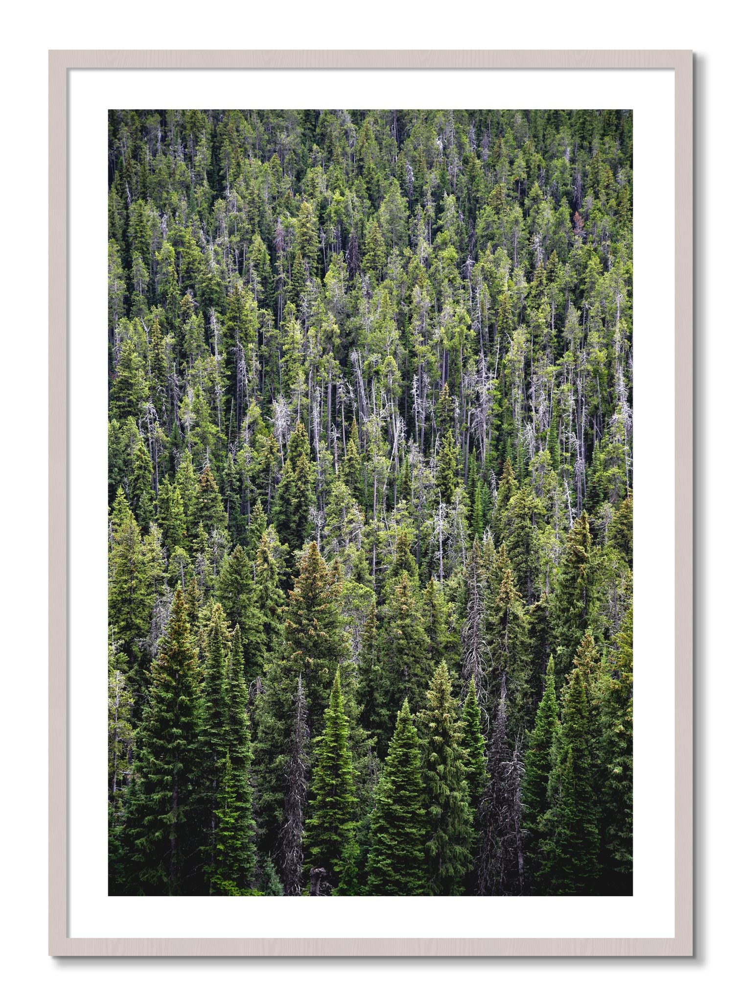 Framed photograph of Dense by Dylan Ozanich, White Maple frame, Borders