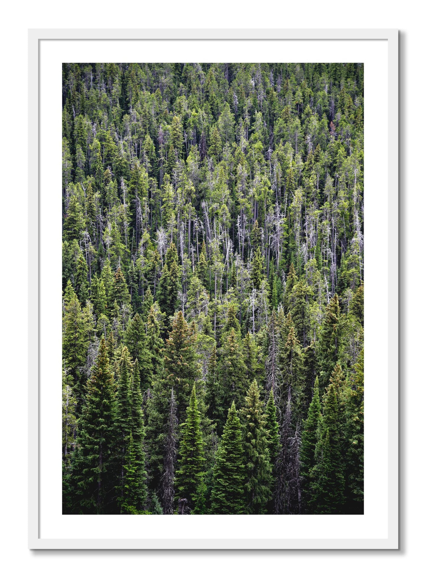 Framed photograph of Dense by Dylan Ozanich, White frame, Borders