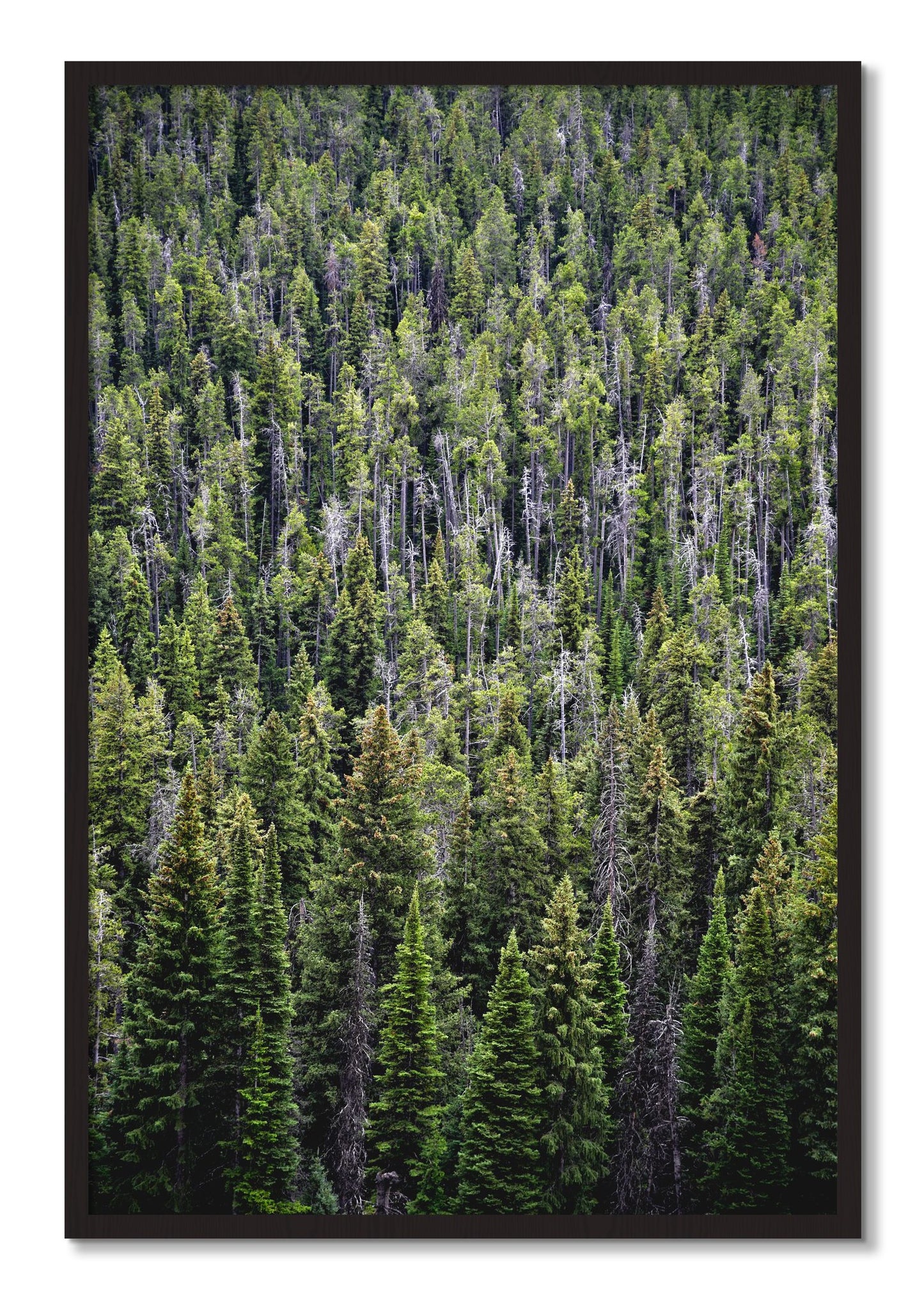 Framed photograph of Dense by Dylan Ozanich, Black Walnut frame, Full Bleed