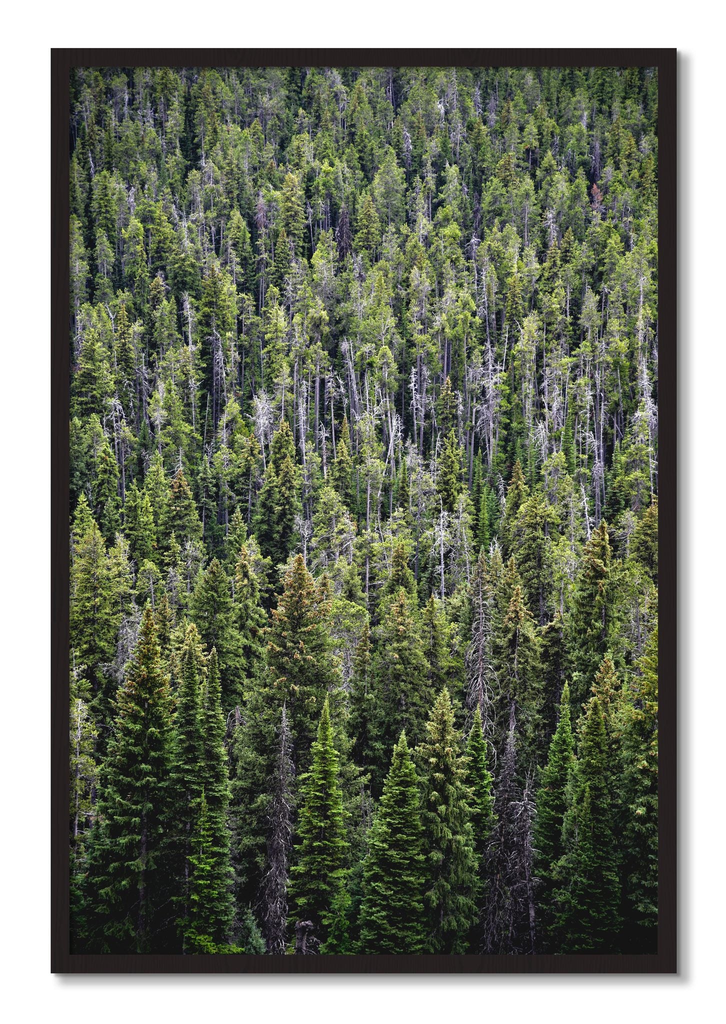 Framed photograph of Dense by Dylan Ozanich, Black Walnut frame, Full Bleed