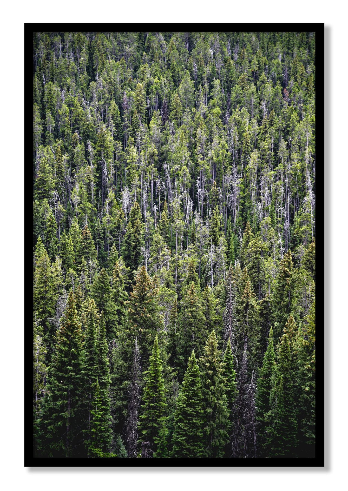 Framed photograph of Dense by Dylan Ozanich, Black frame, Full Bleed