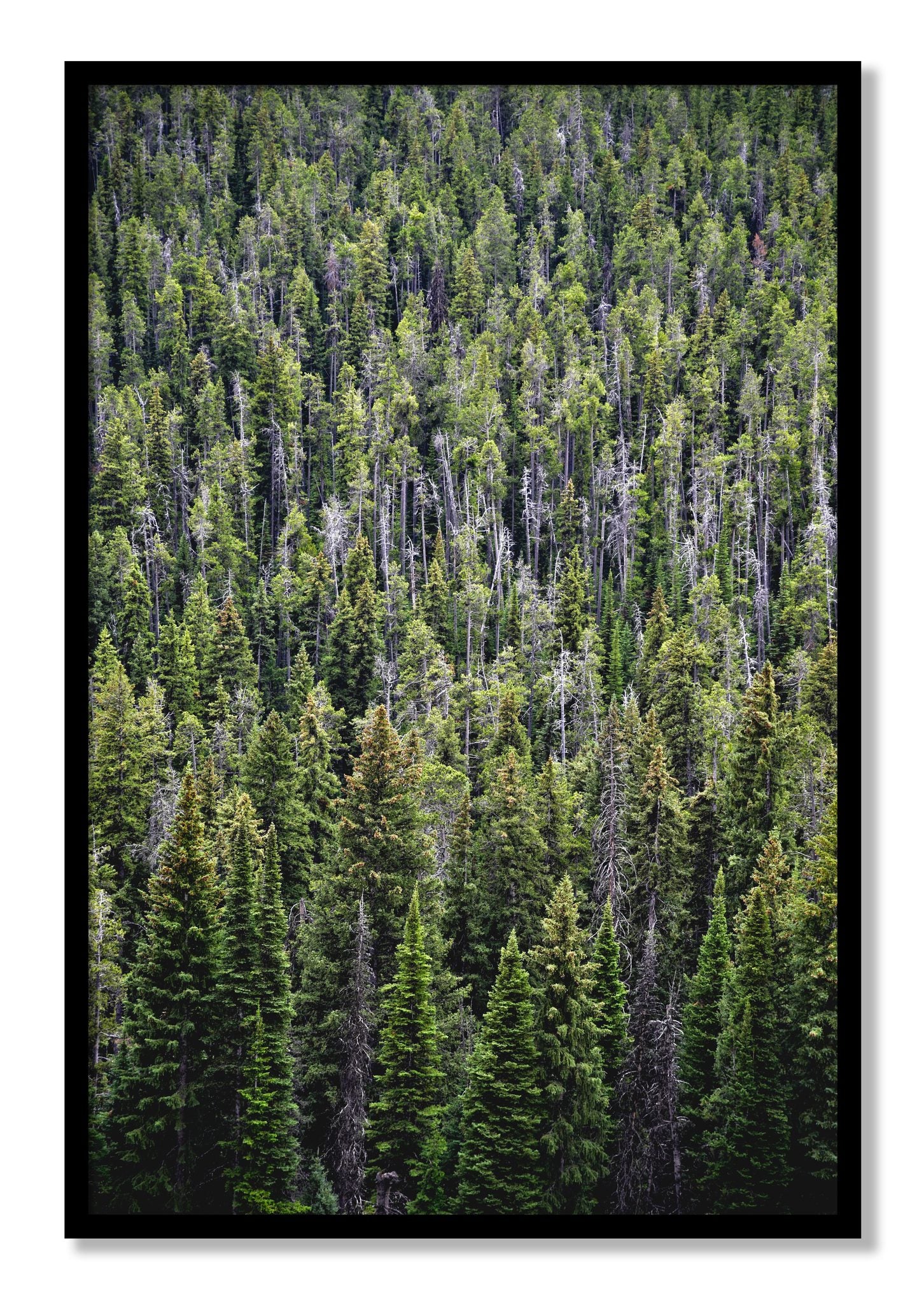 Framed photograph of Dense by Dylan Ozanich, Black frame, Full Bleed