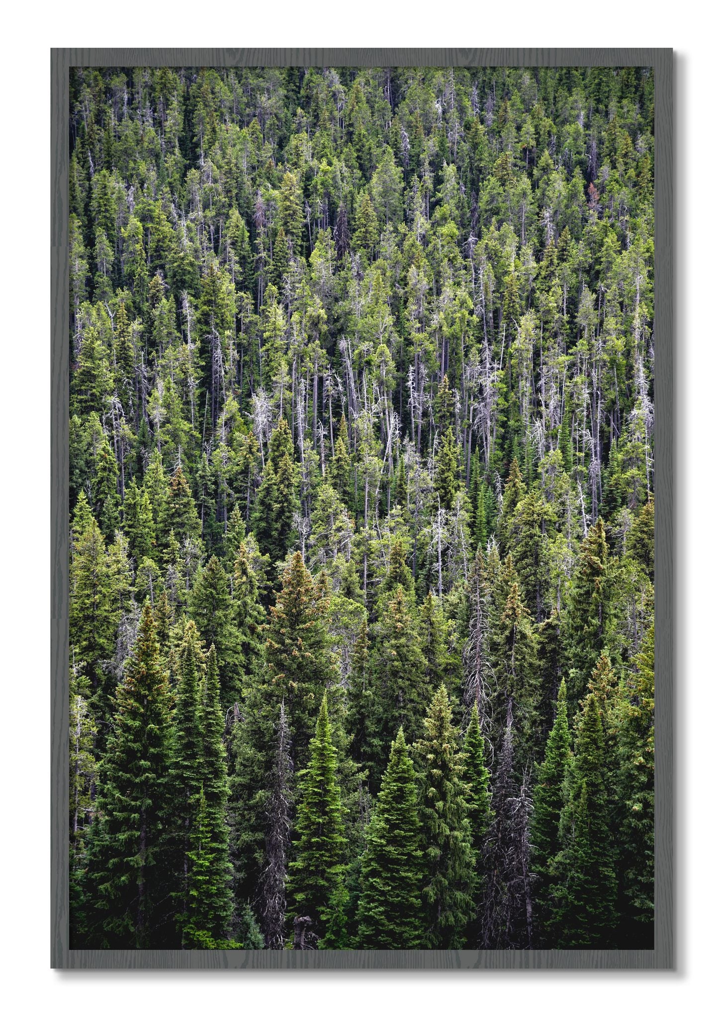 Framed photograph of Dense by Dylan Ozanich, Grey frame, Full Bleed
