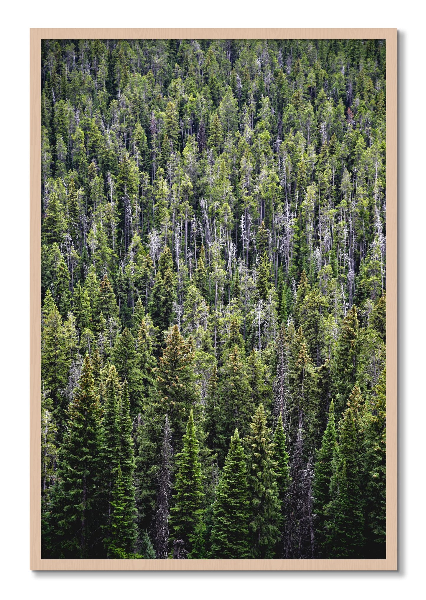 Framed photograph of Dense by Dylan Ozanich, Maple frame, Full Bleed