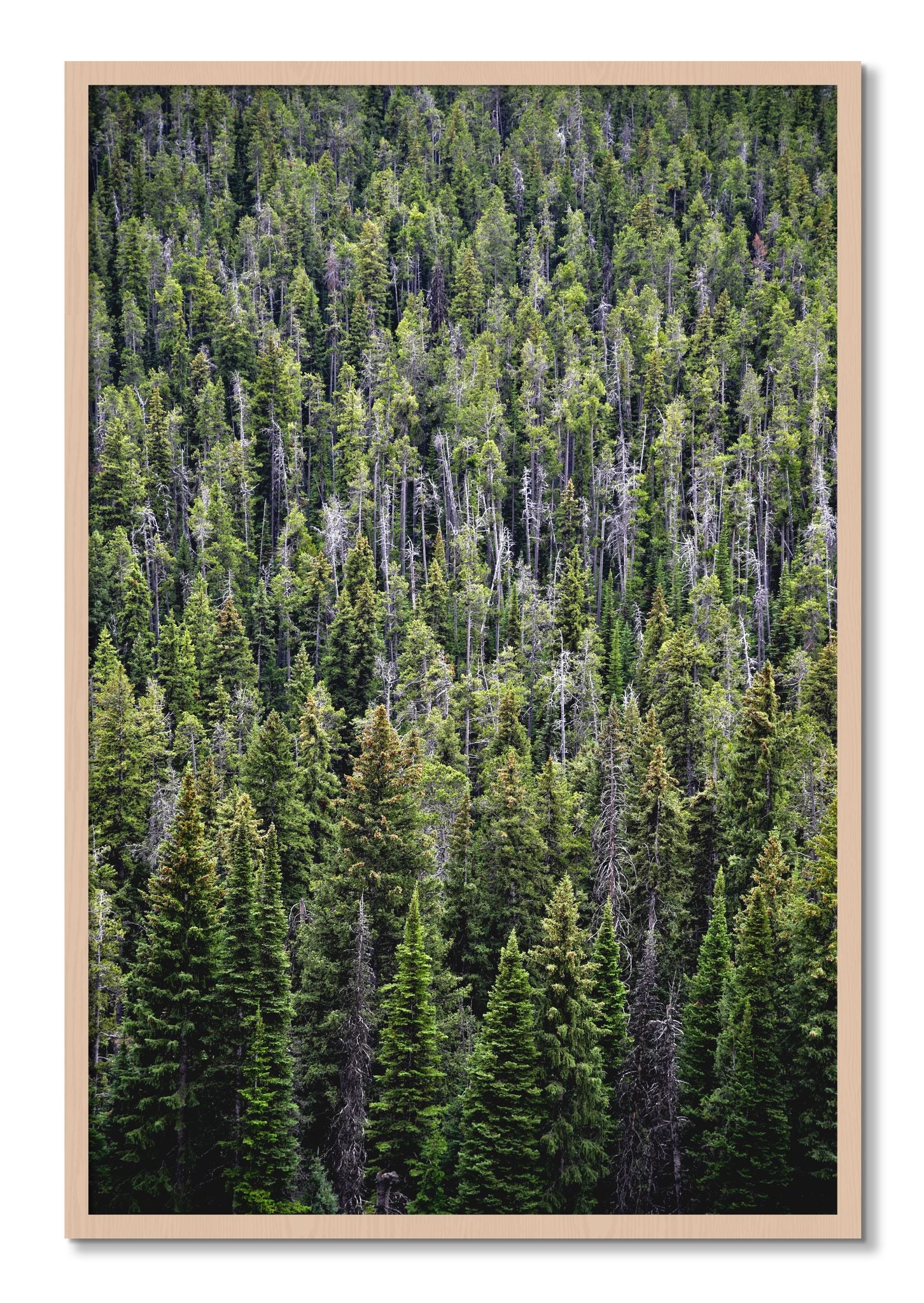 Framed photograph of Dense by Dylan Ozanich, Maple frame, Full Bleed