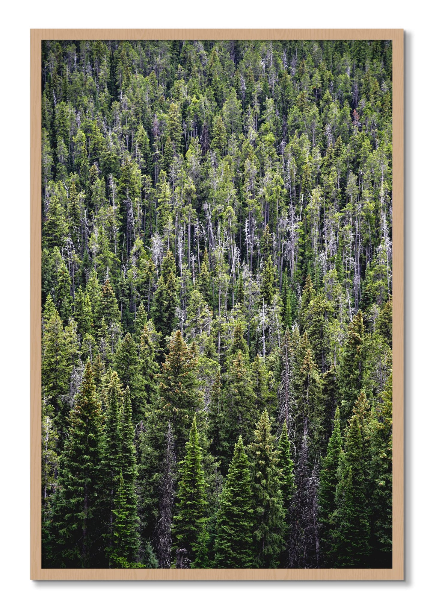 Framed photograph of Dense by Dylan Ozanich, Oak frame, Full Bleed