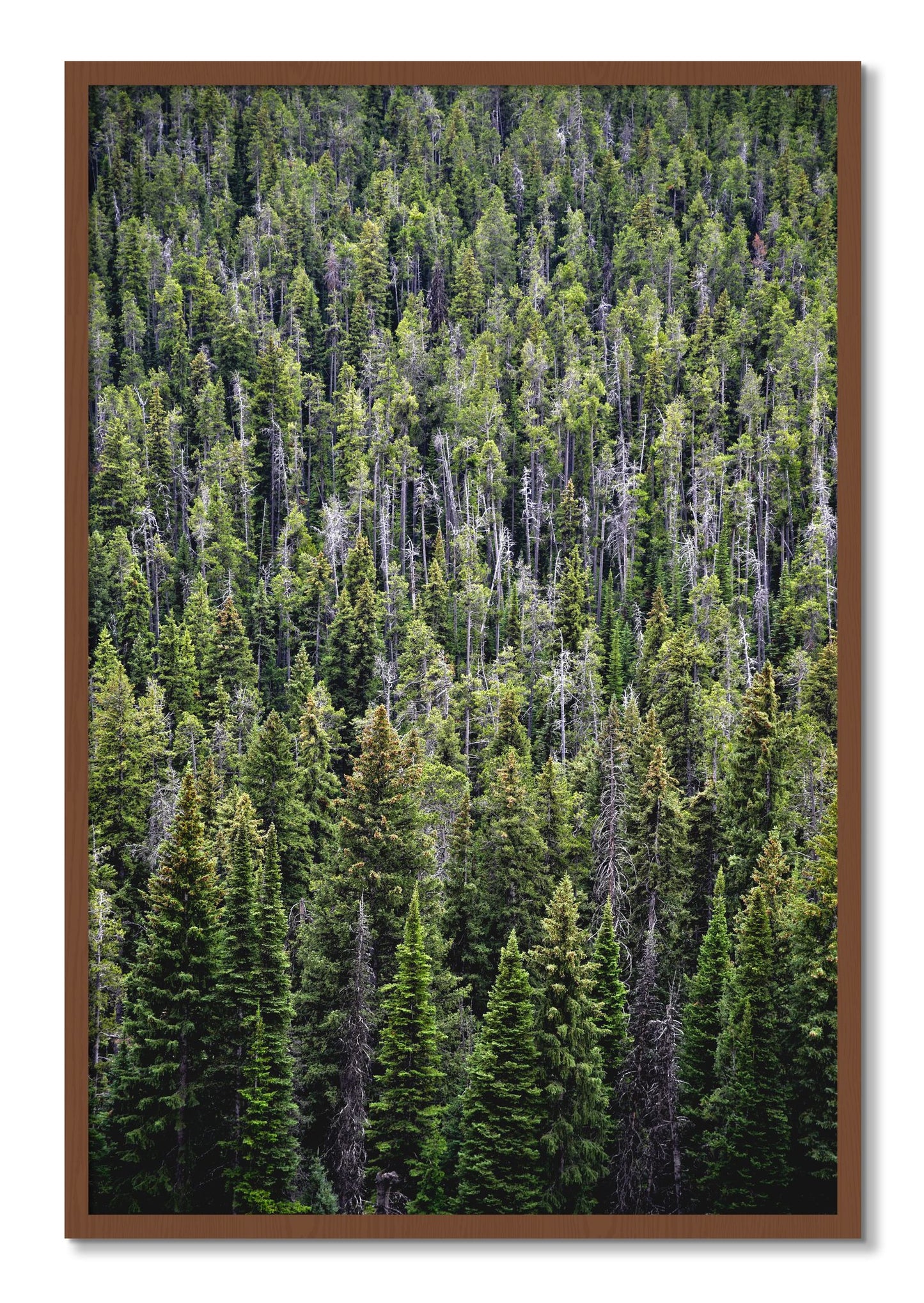 Framed photograph of Dense by Dylan Ozanich, Walnut frame, Full Bleed