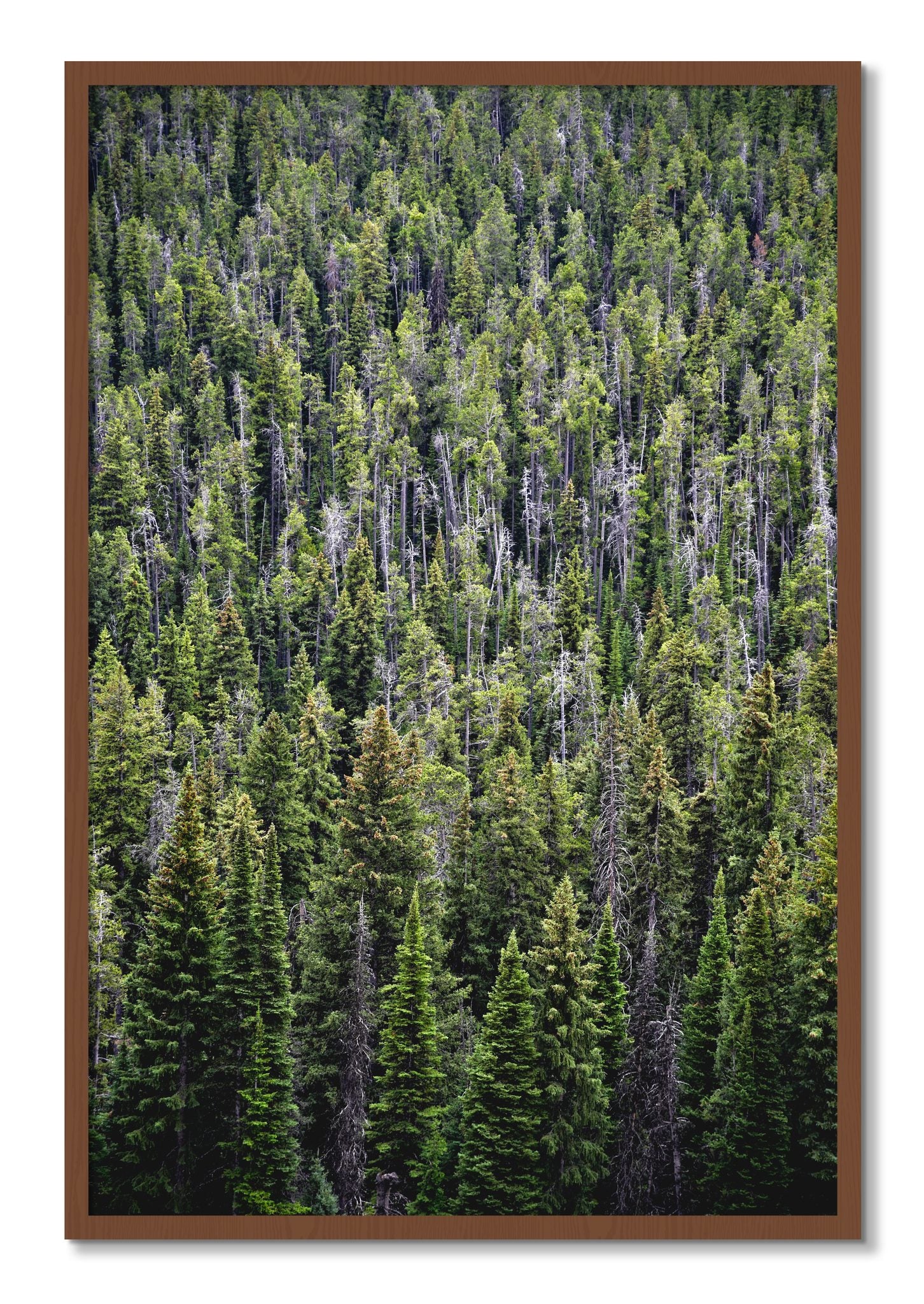 Framed photograph of Dense by Dylan Ozanich, Walnut frame, Full Bleed