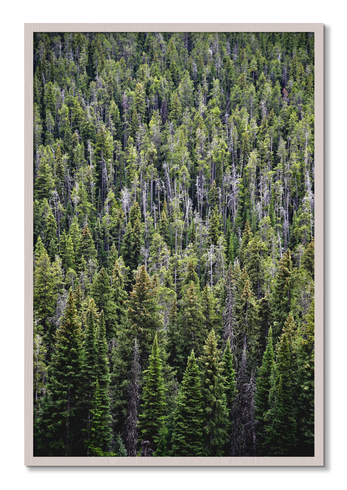 Framed photograph of Dense by Dylan Ozanich, White Maple frame, Full Bleed