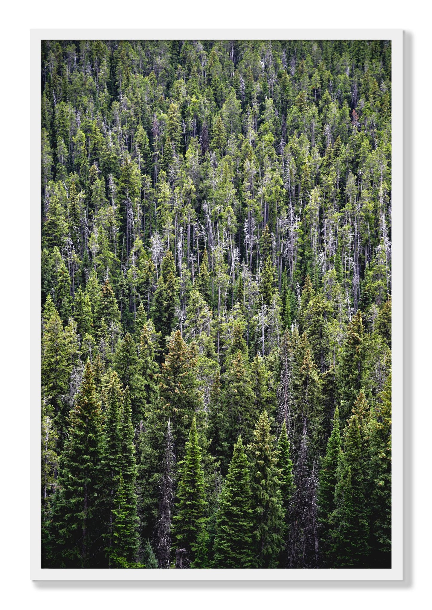 Framed photograph of Dense by Dylan Ozanich, White frame, Full Bleed