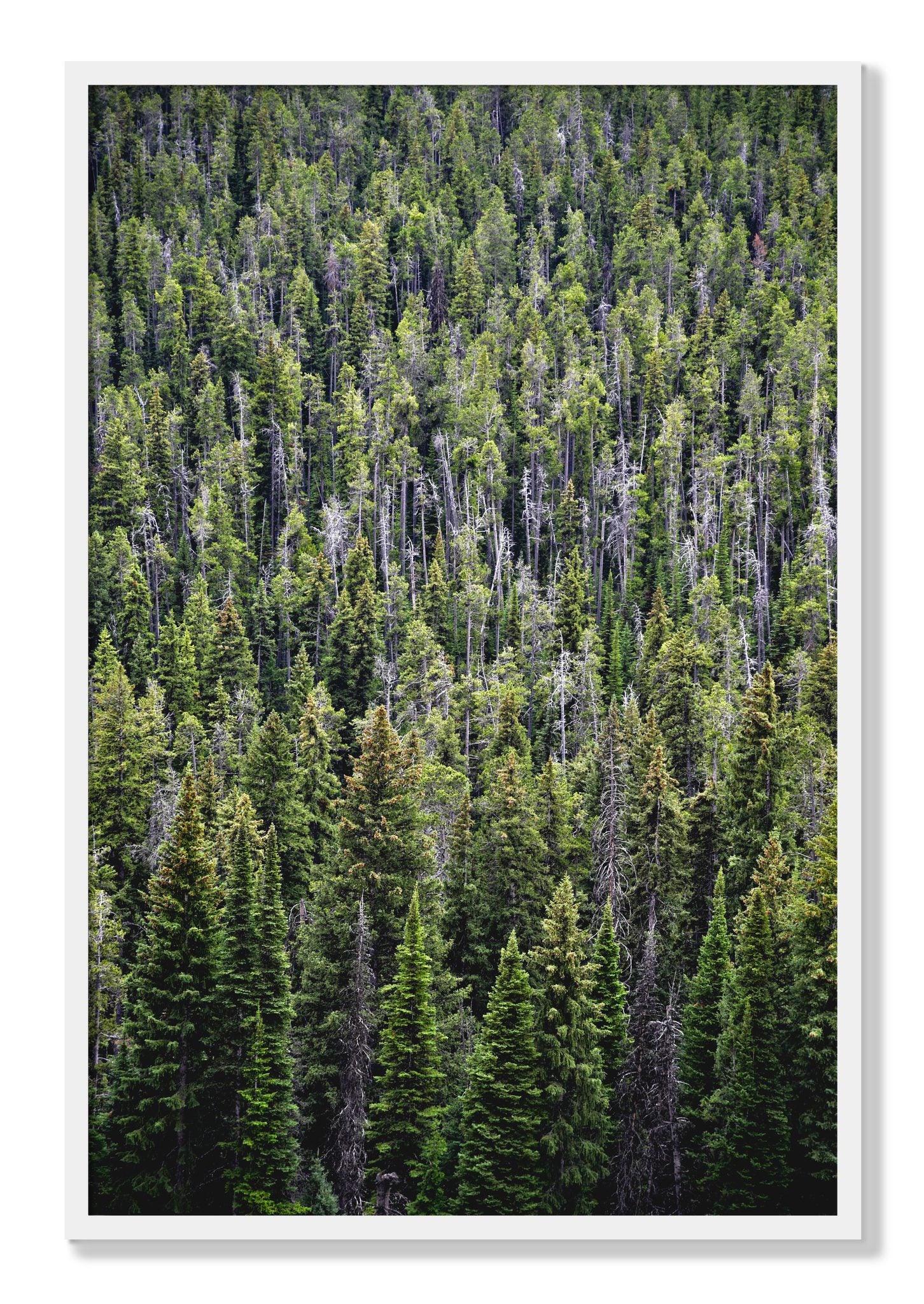 Framed photograph of Dense by Dylan Ozanich, White frame, Full Bleed