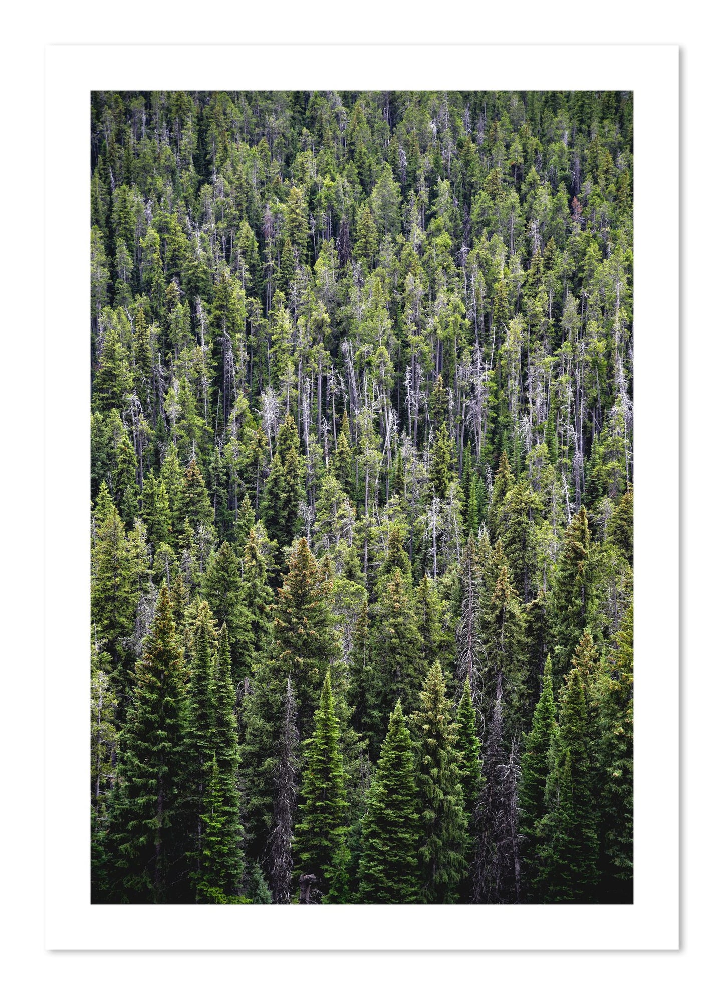 Fine art print of Dense by Dylan Ozanich, unframed