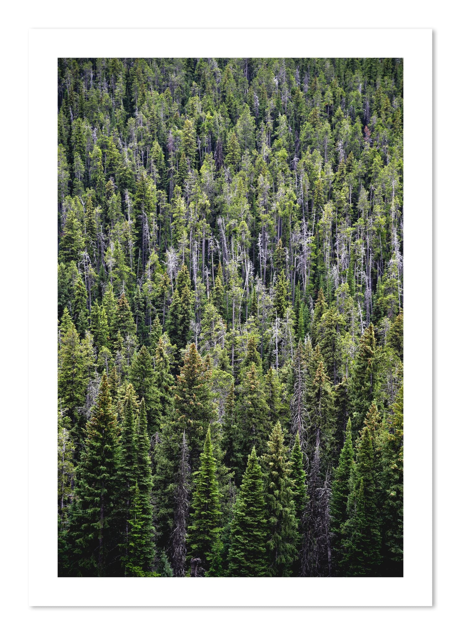 Fine art print of Dense by Dylan Ozanich, unframed