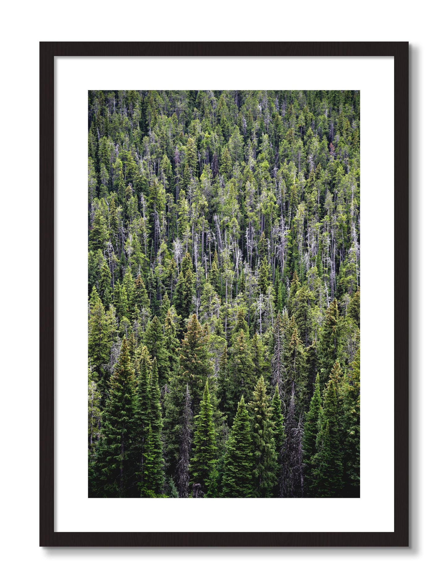 Framed photograph of Dense by Dylan Ozanich, Black Walnut frame, Borders