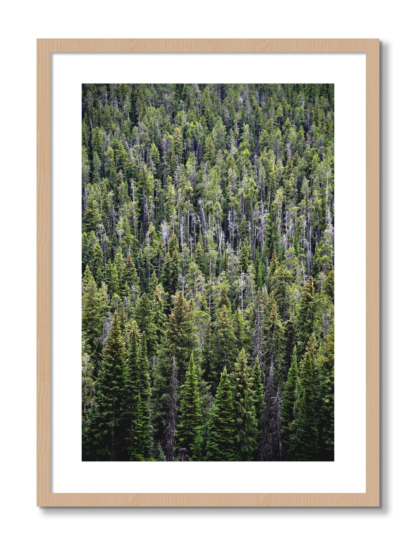Framed photograph of Dense by Dylan Ozanich, Oak frame, Borders
