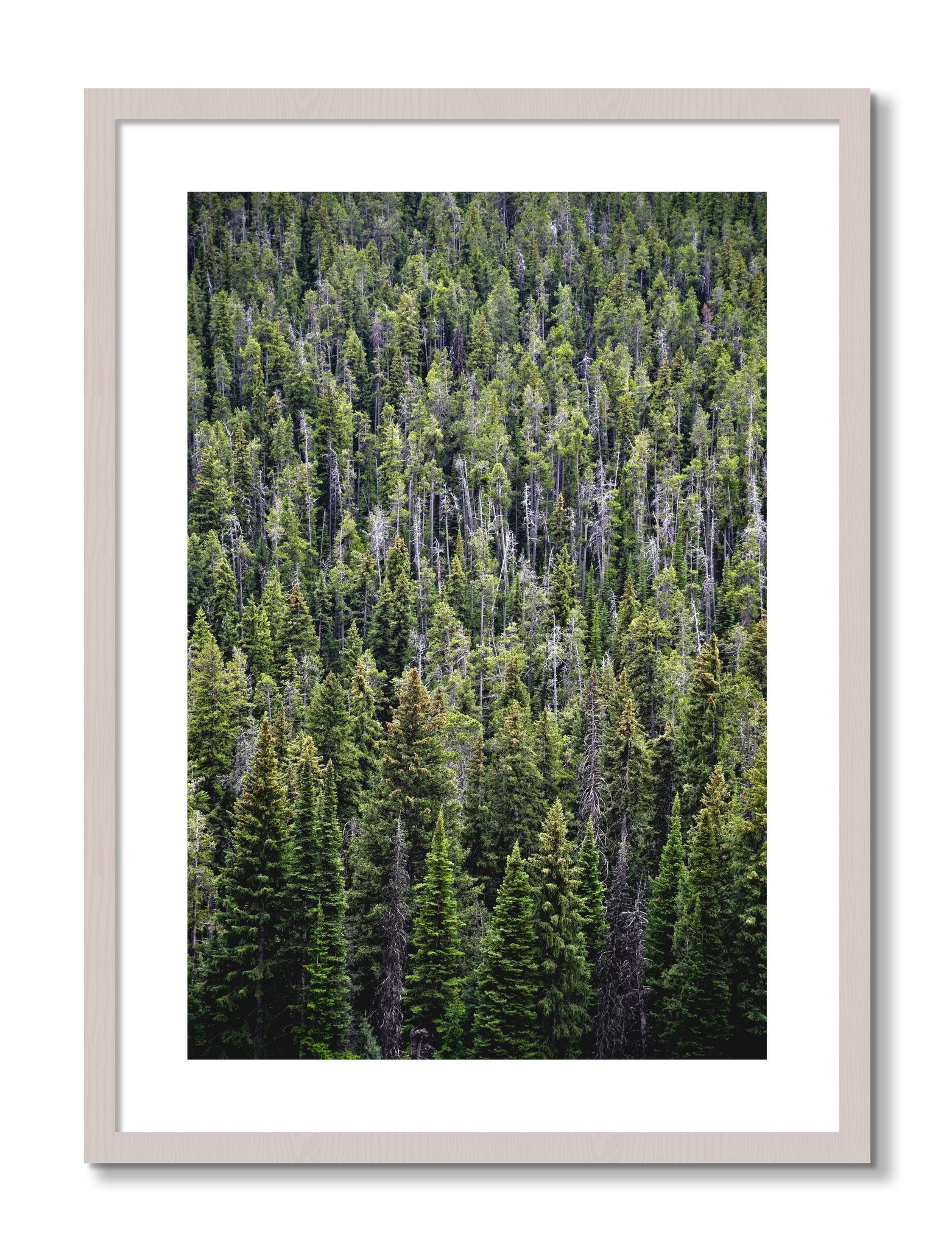 Framed photograph of Dense by Dylan Ozanich, White Maple frame, Borders