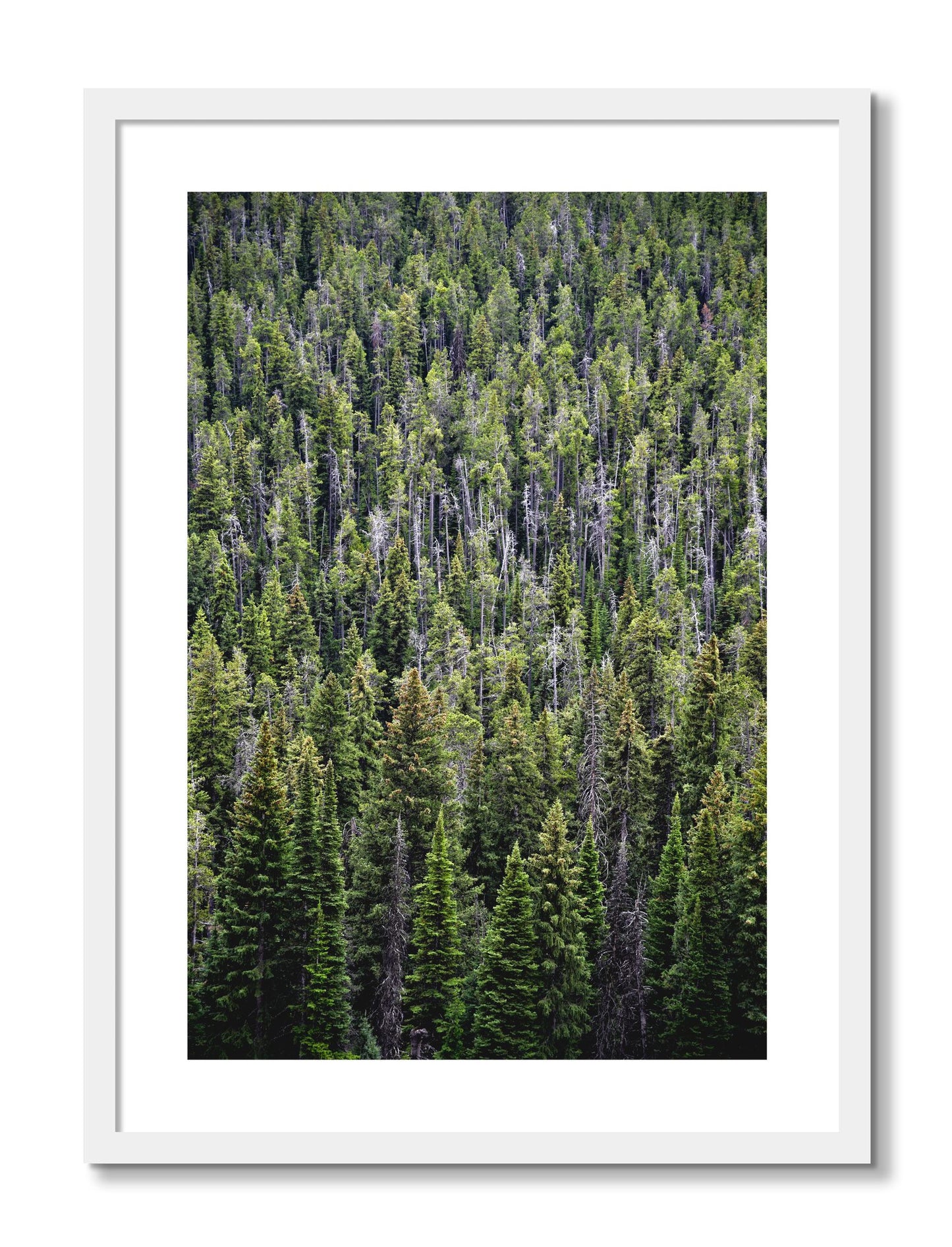 Framed photograph of Dense by Dylan Ozanich, White frame, Borders