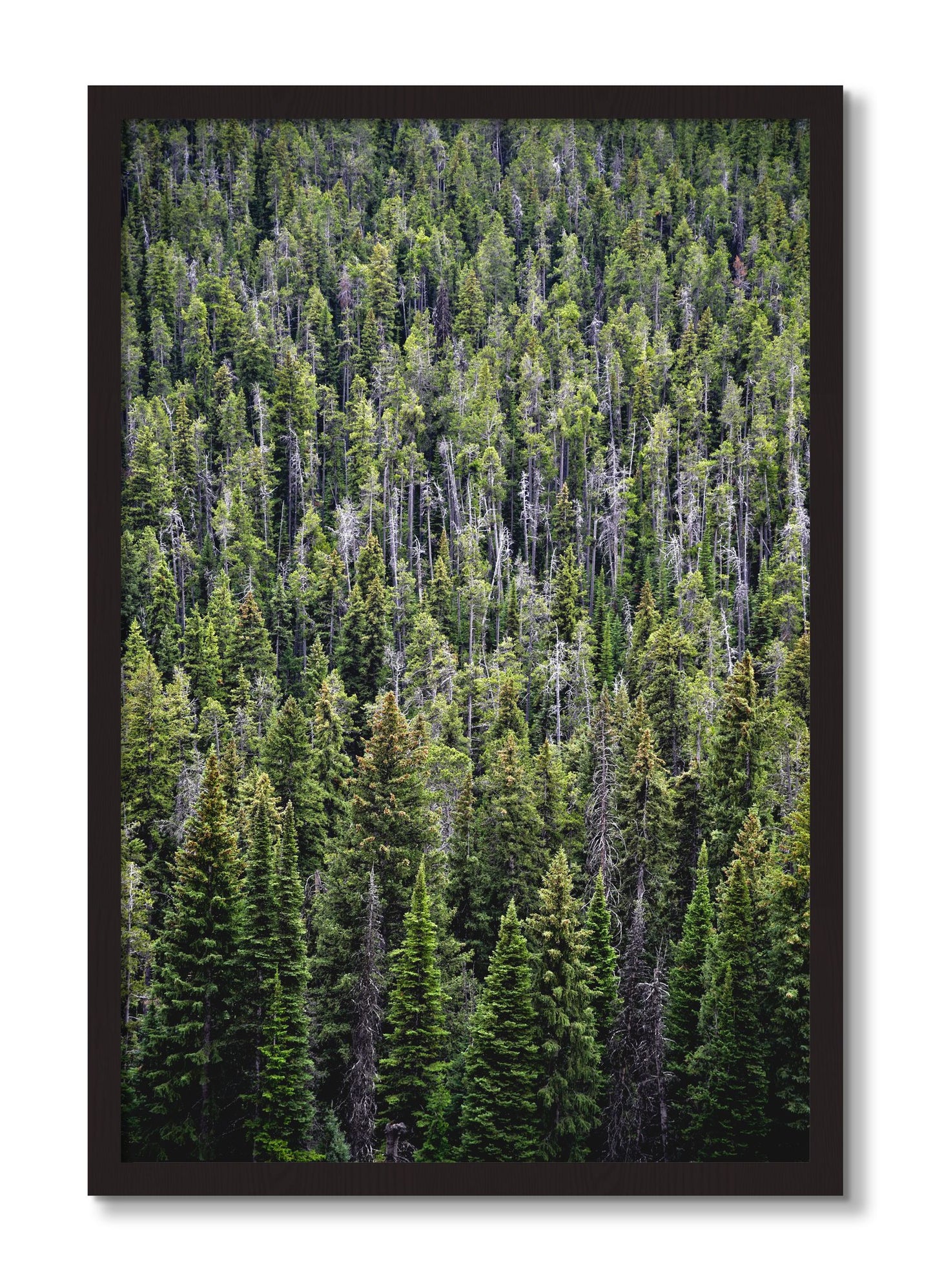 Framed photograph of Dense by Dylan Ozanich, Black Walnut frame, Full Bleed