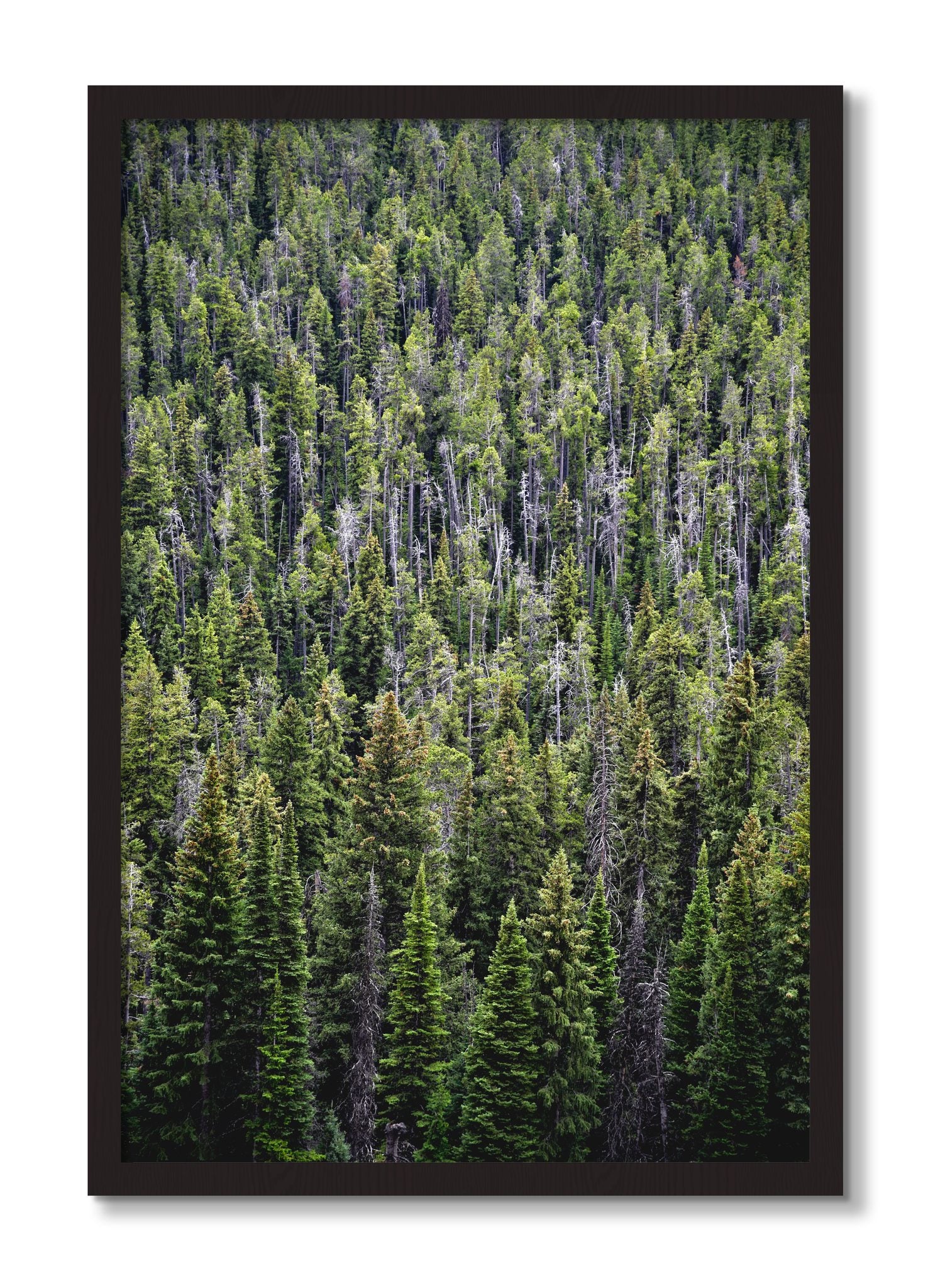 Framed photograph of Dense by Dylan Ozanich, Black Walnut frame, Full Bleed