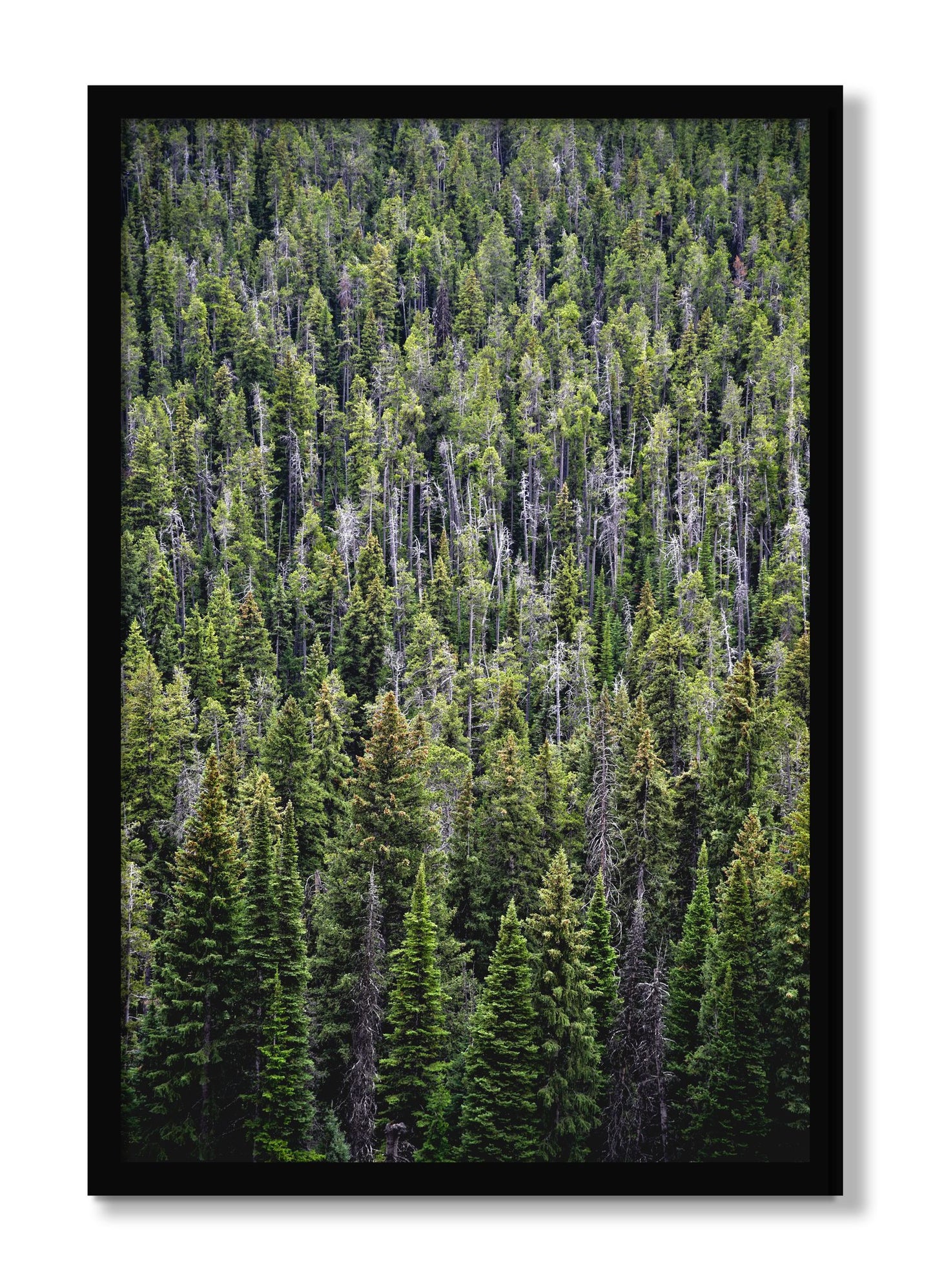 Framed photograph of Dense by Dylan Ozanich, Black frame, Full Bleed