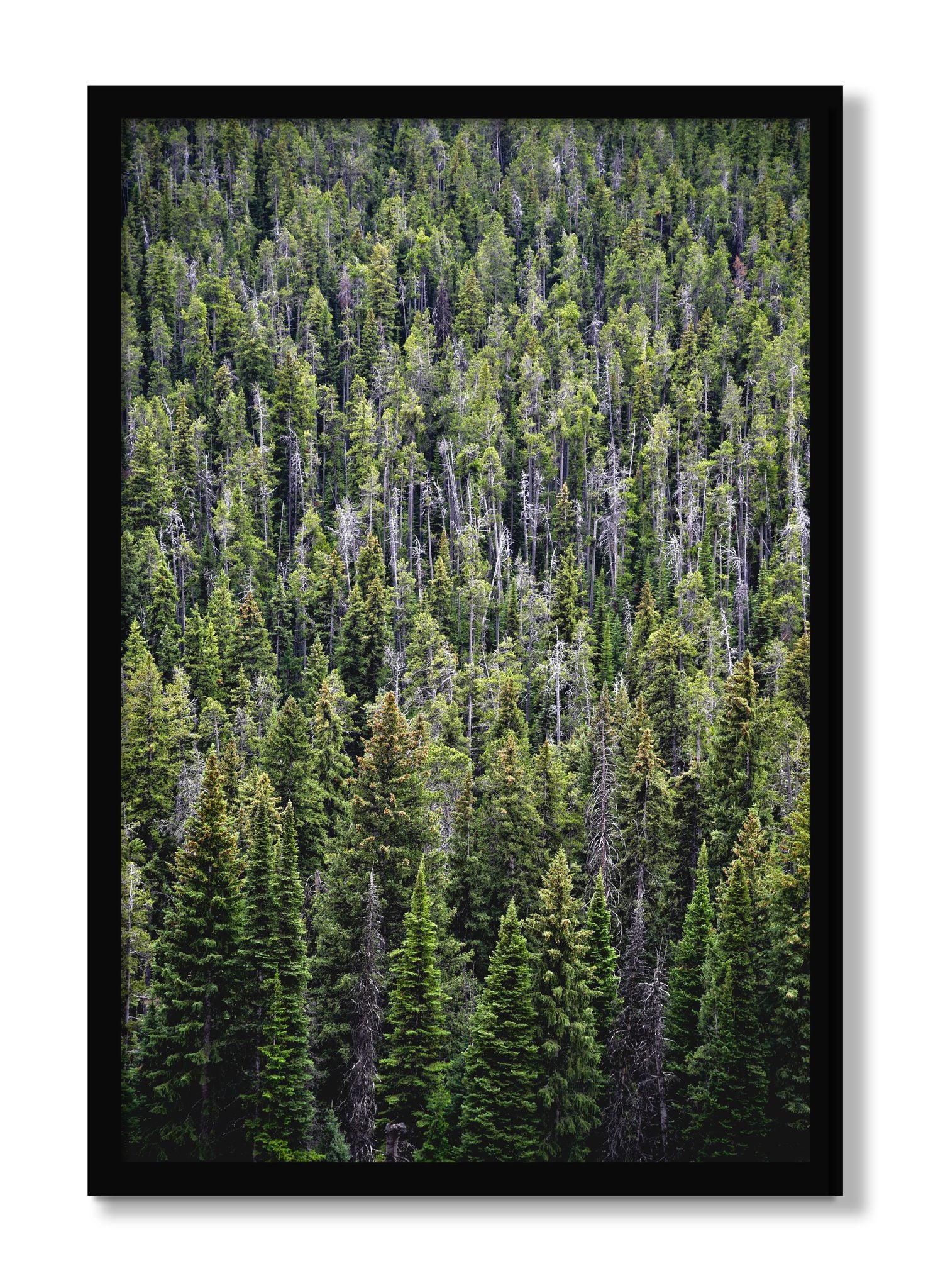 Framed photograph of Dense by Dylan Ozanich, Black frame, Full Bleed
