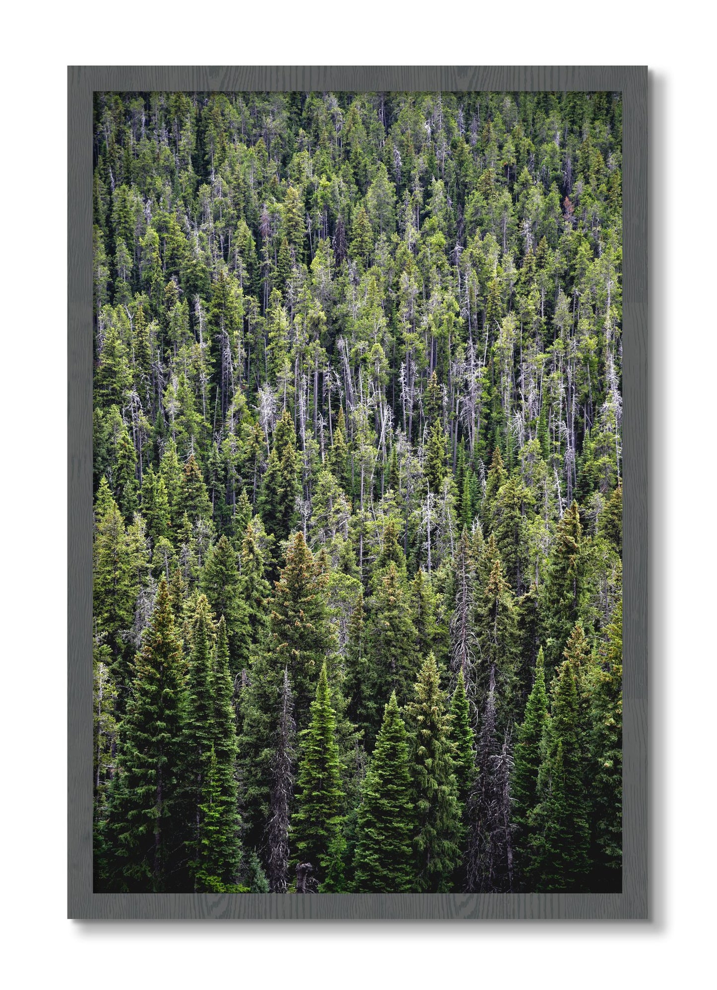 Framed photograph of Dense by Dylan Ozanich, Grey frame, Full Bleed