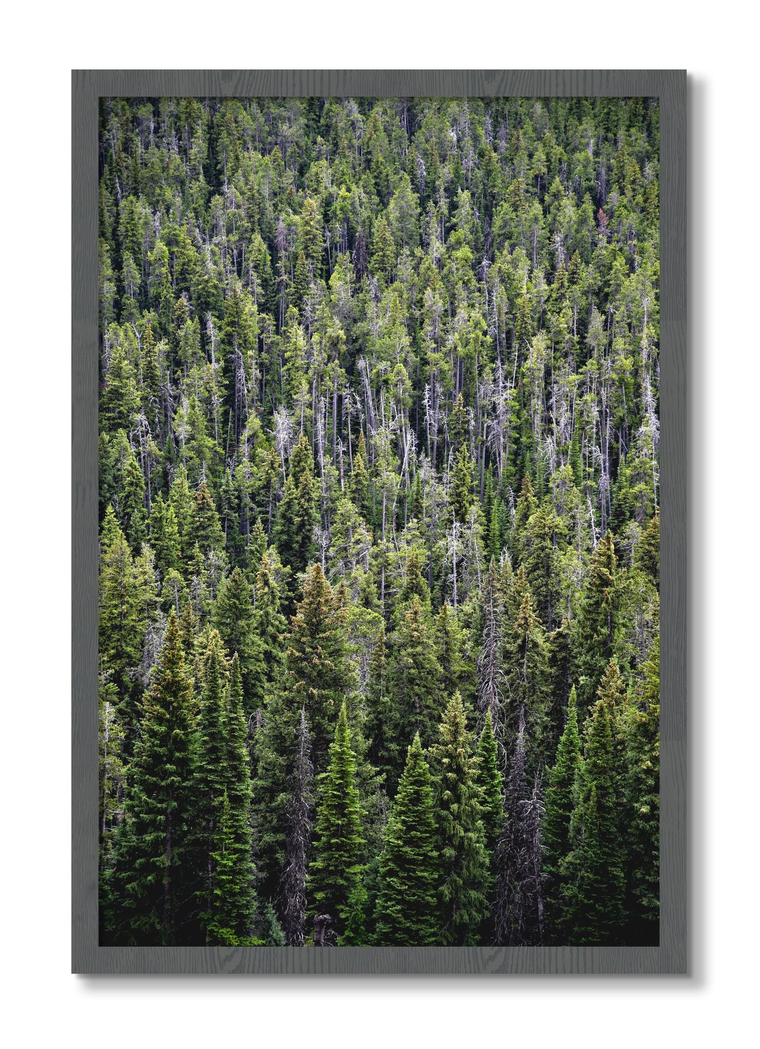 Framed photograph of Dense by Dylan Ozanich, Grey frame, Full Bleed